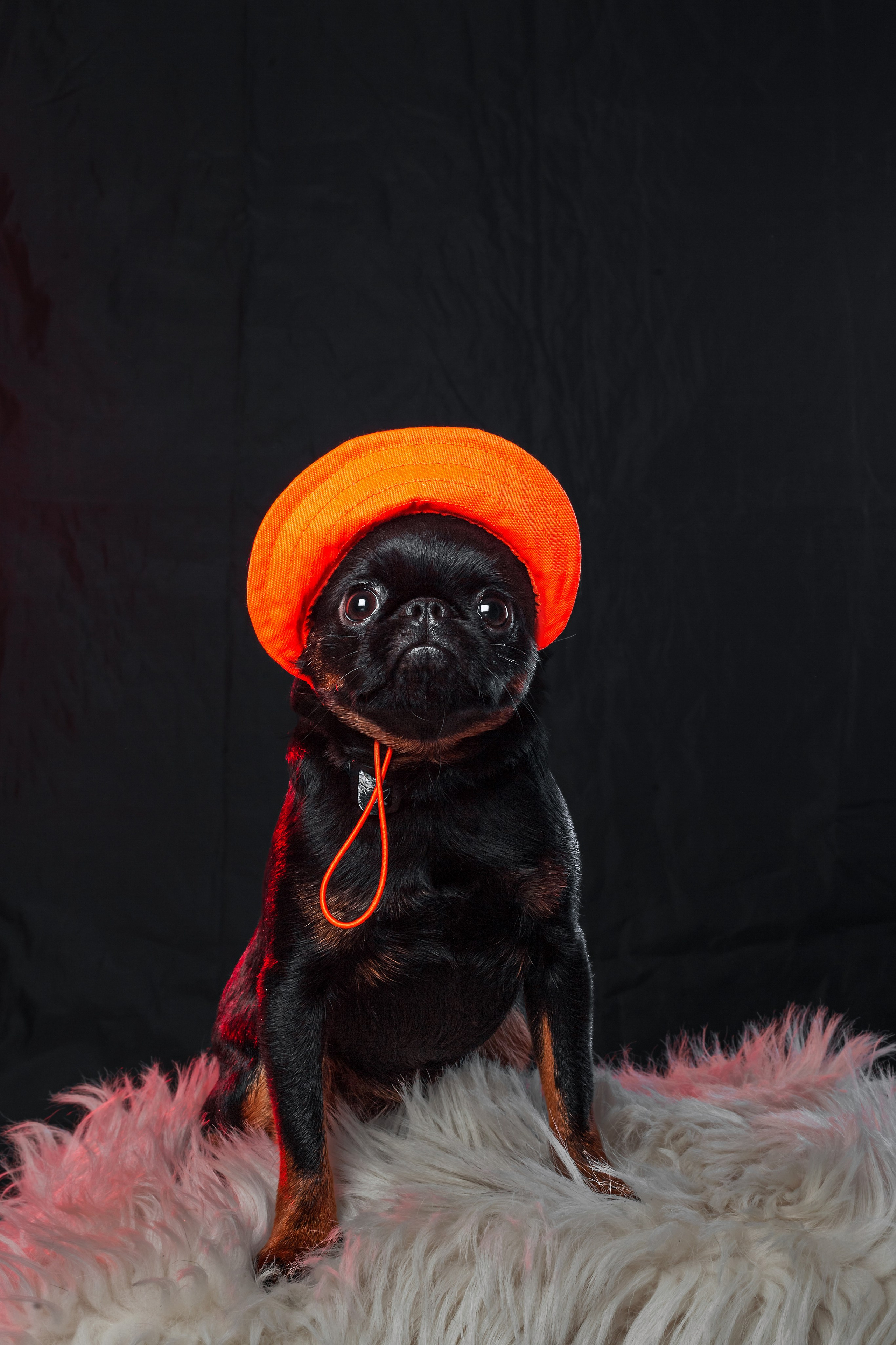 Студийная фотосессия с цветным светом. Фотограф-анималист Татьяна Степанова