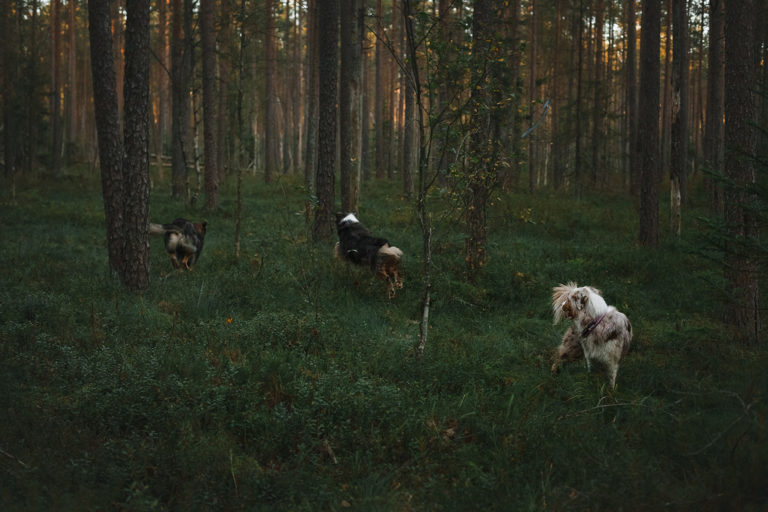 Фотопрогулка в Ленобласти. Фотограф-анималист Татьяна Степанова