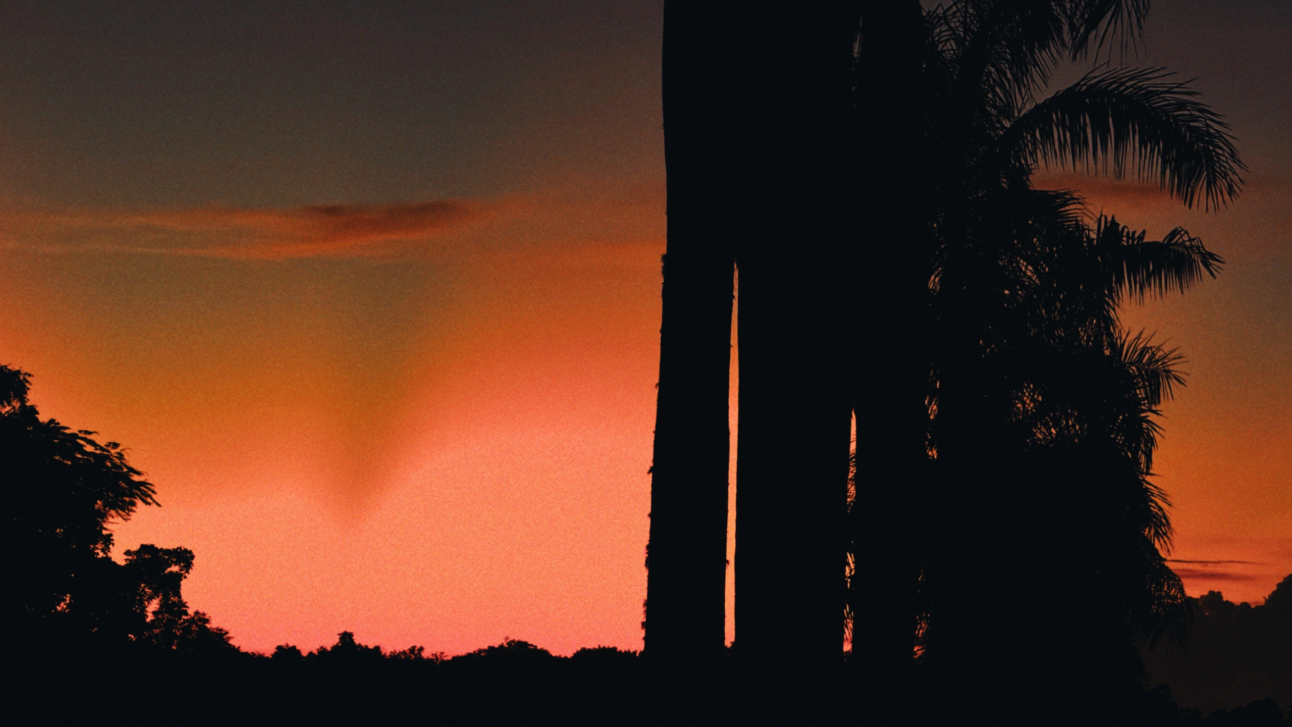 SUN. Виолетта Скрипка