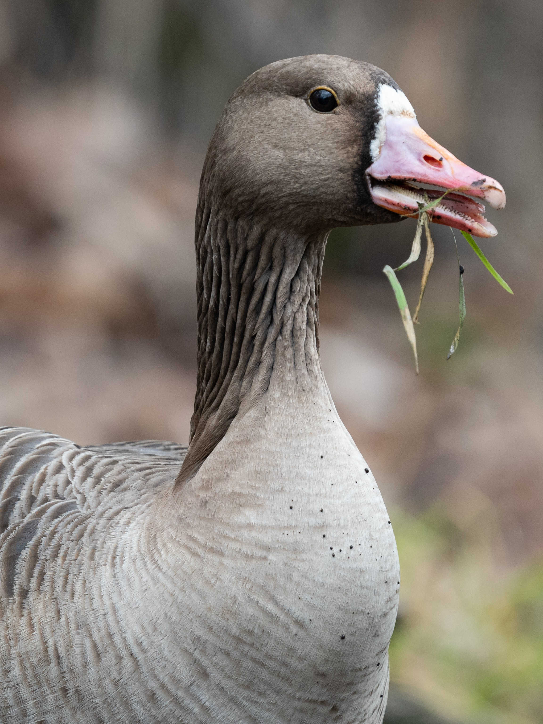 Фотосъемка животных и птиц. Интерьерный и архитектурный фотограф в Москве Панова Ольга
