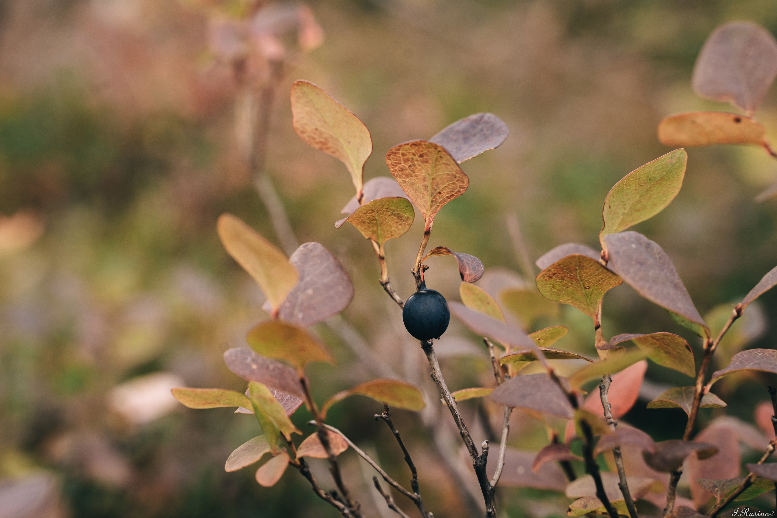 ХИБИНЫ 2021 г. Event фотограф Степанова Александра