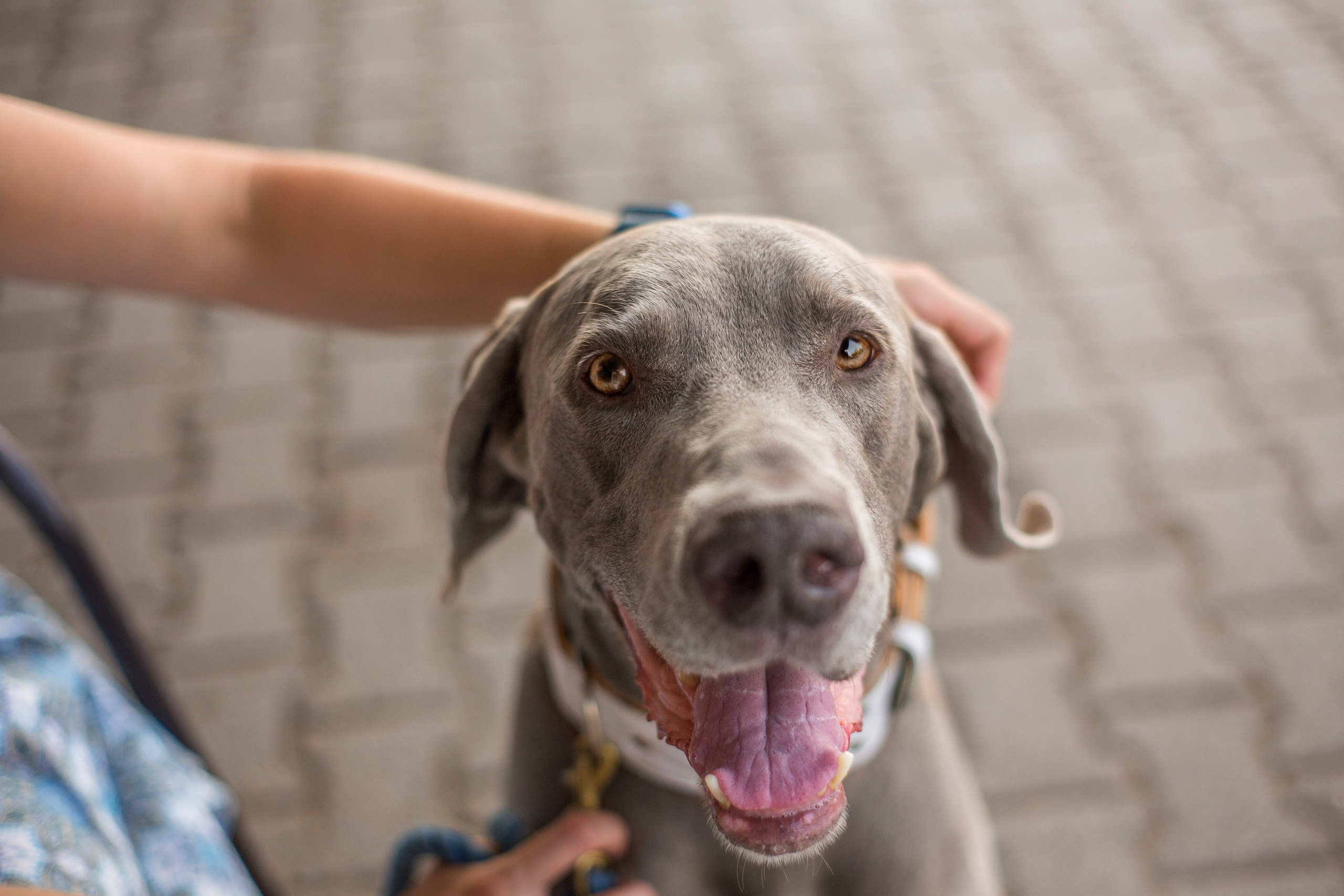 Евгения и Данте. Https://moshkovaphoto.ru/