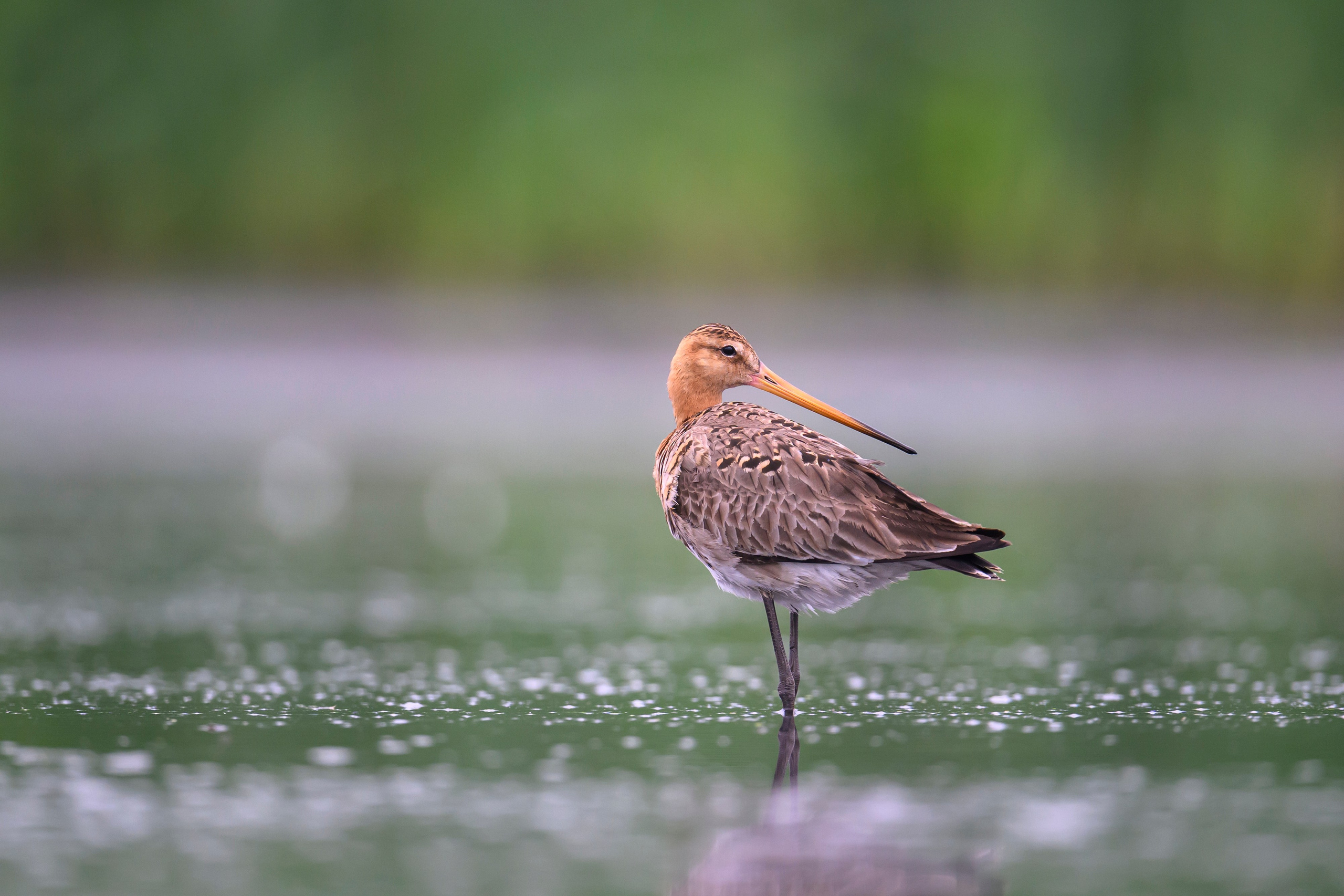 Кулики. Wildlife photography by Sergey Puponin