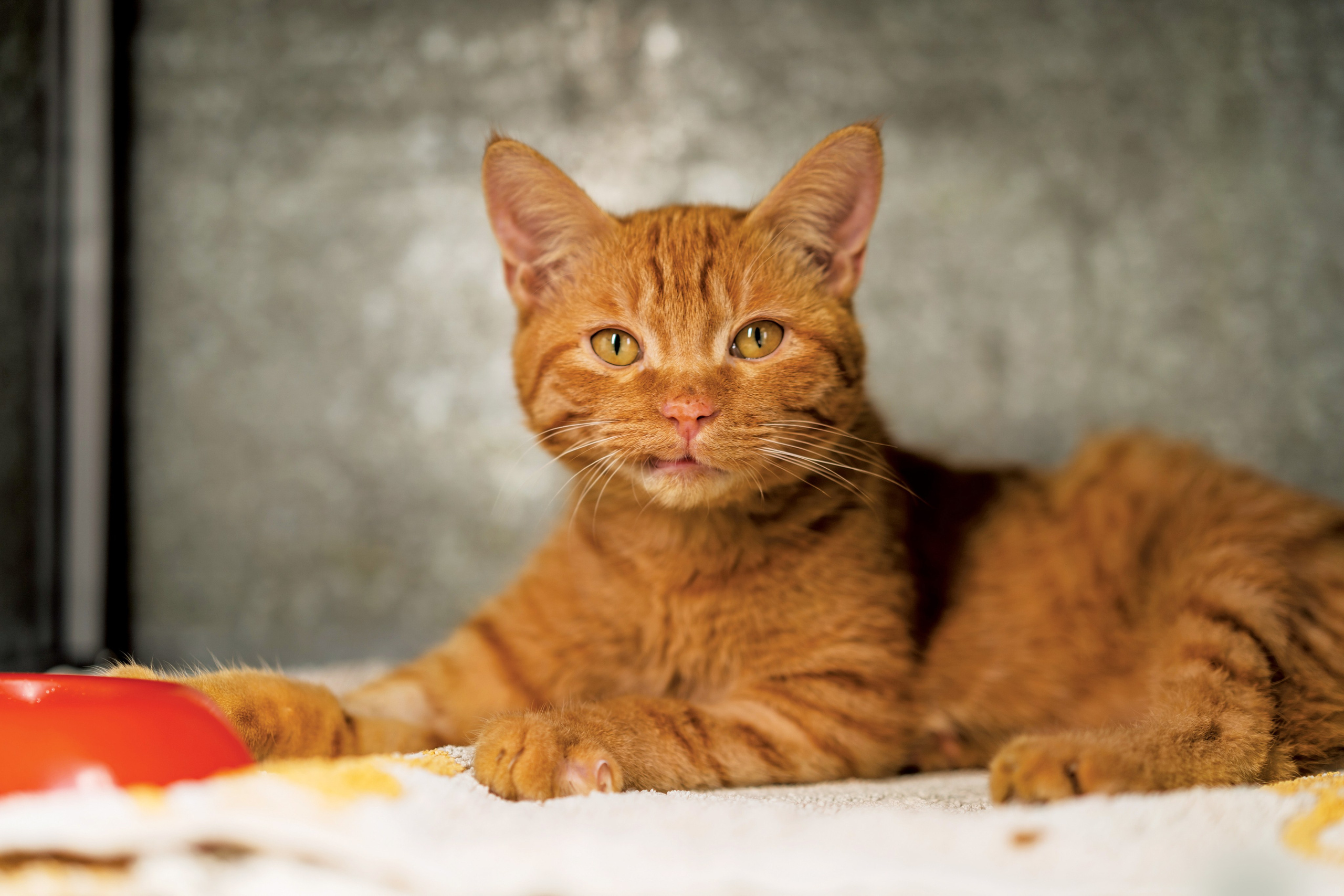 Vet clinic. Nina Petina