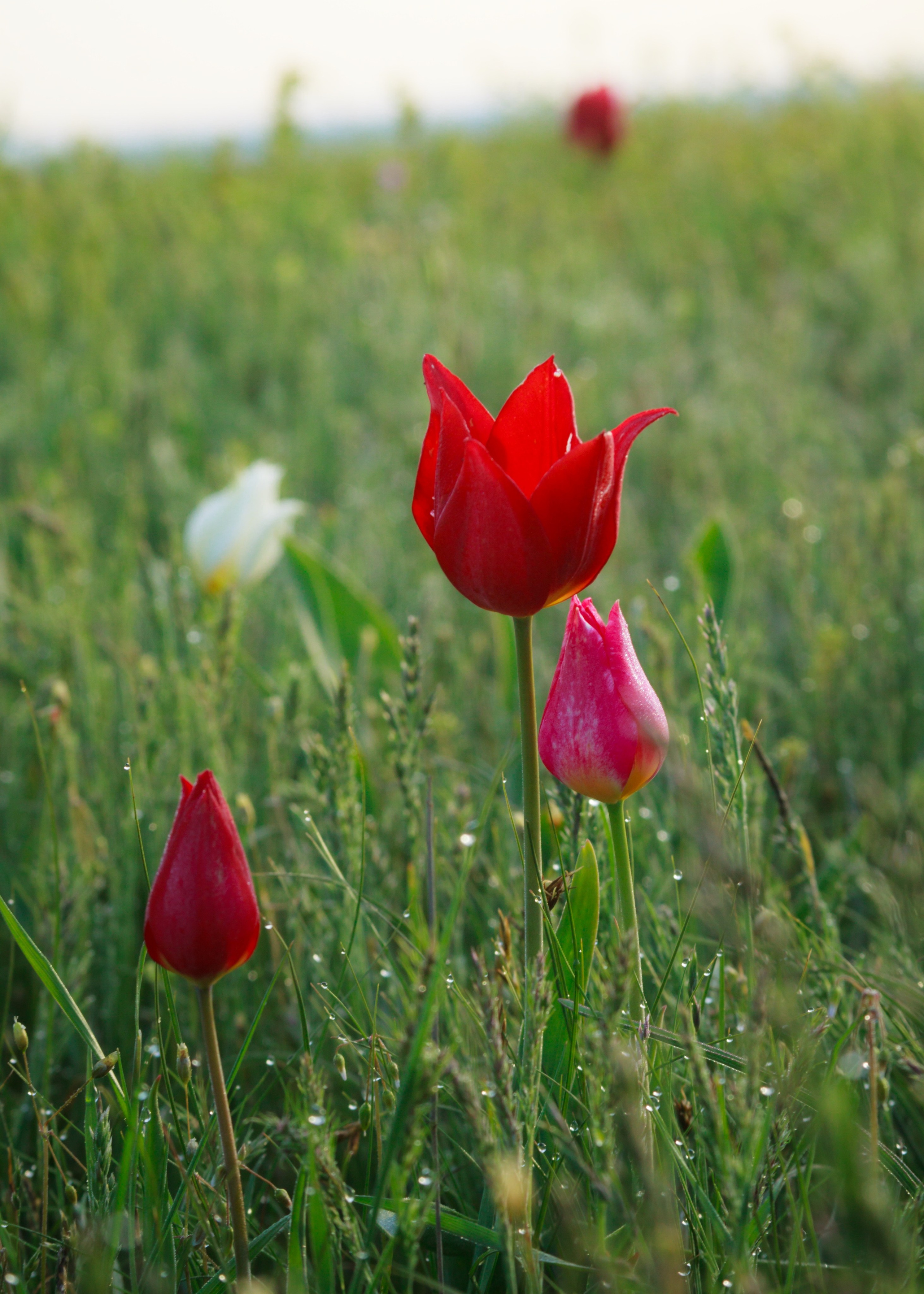Тюльпаны и весенняя цветущая степь. Пейзажный и архитектурный фотограф юга России
