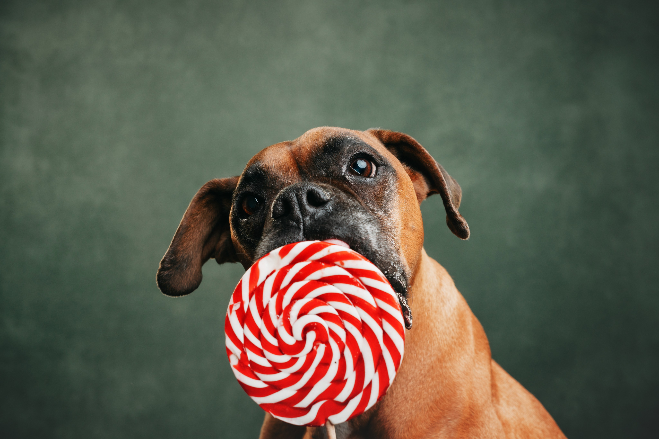 Боксер Челси. Фотограф анималист Осипчикова Мария