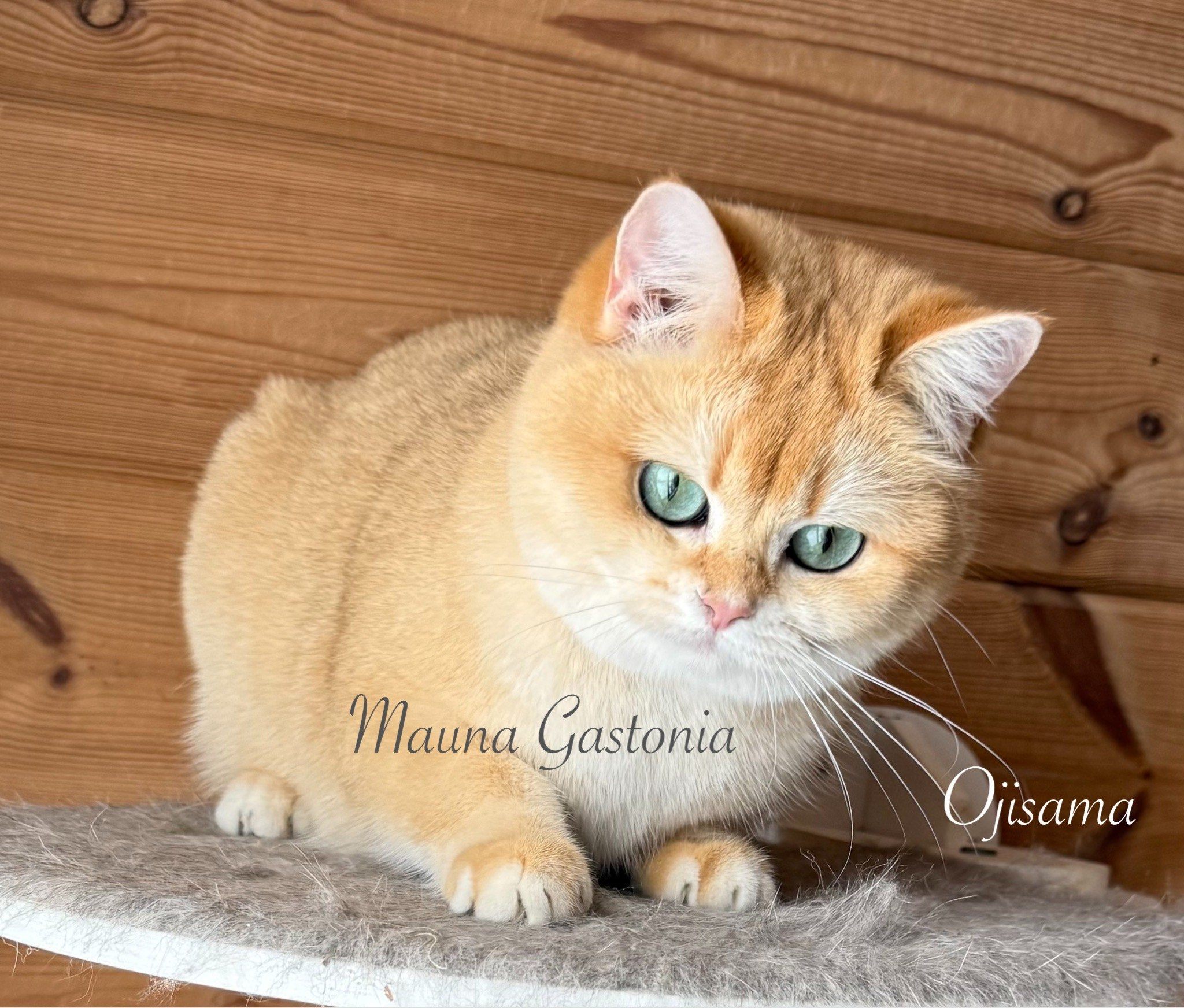 Ojisama. Mauna Gastonia