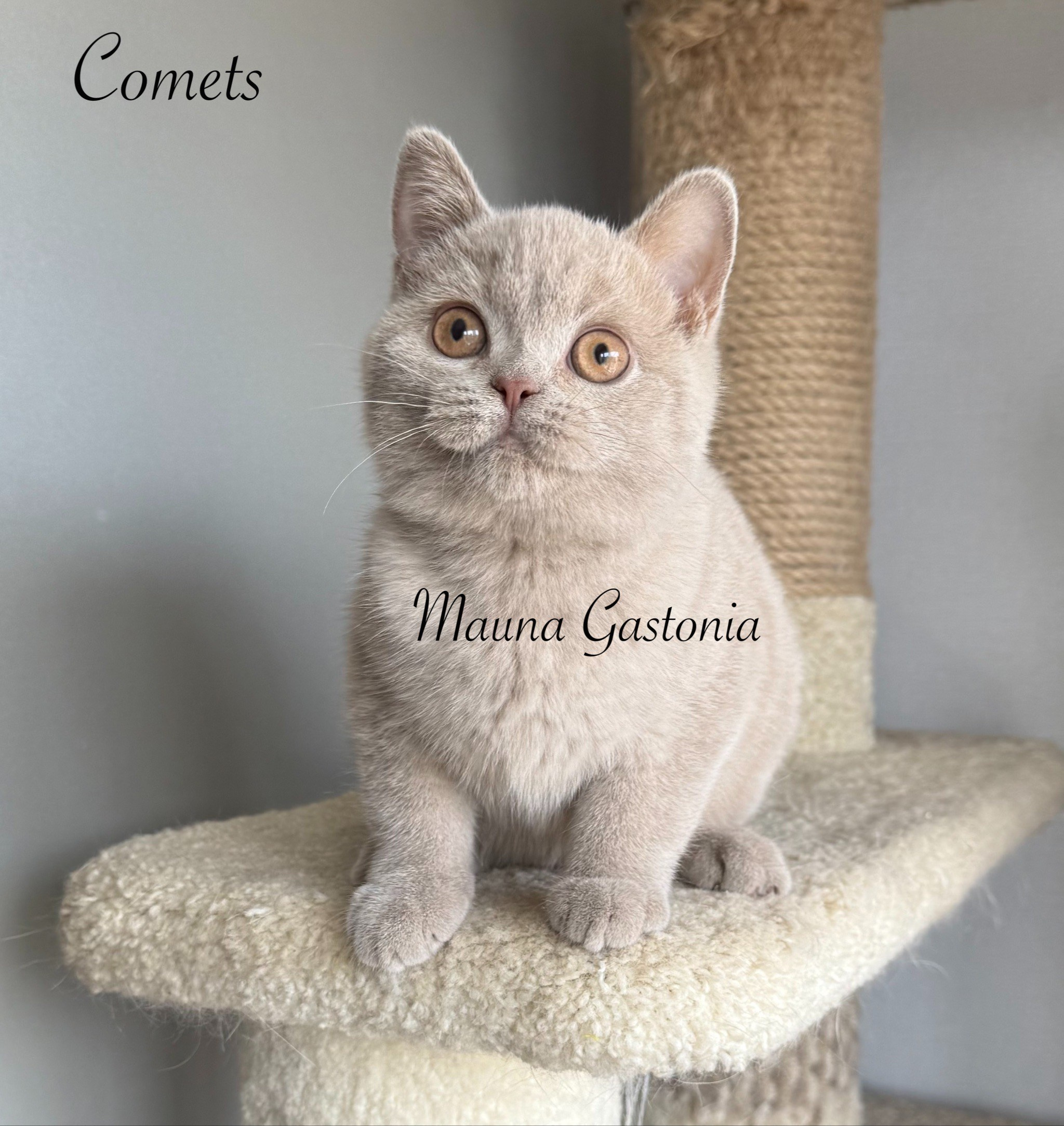 Comets. Mauna Gastonia