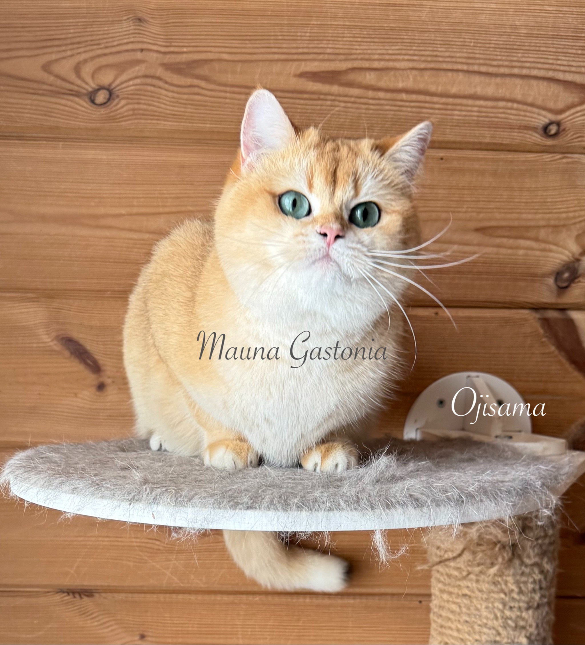 Ojisama. Mauna Gastonia