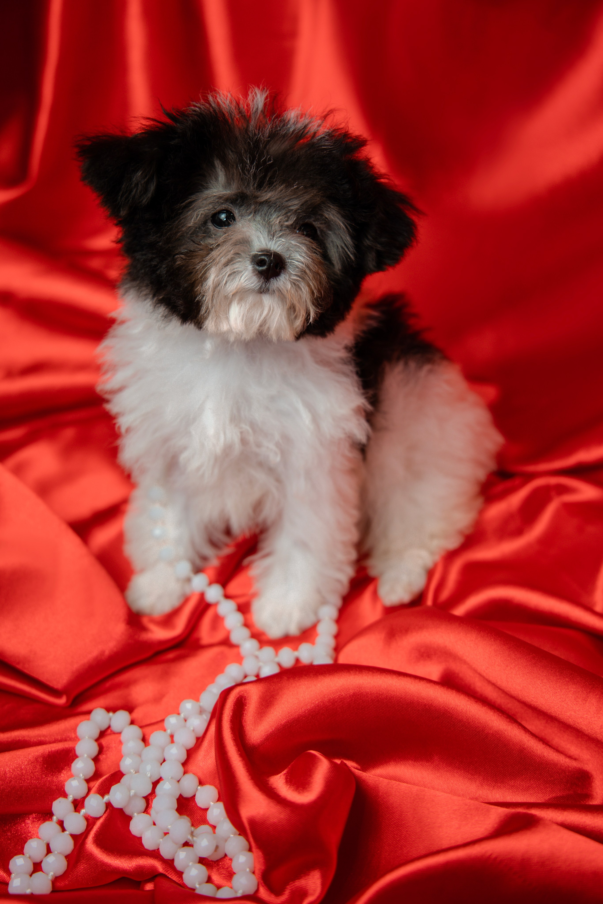 Фотограф Татьяна Марсуверских г. Жуковский, Москва и Мо. Репортажные съёмки, фотосессии,  фотограф анималист, фотосъёмка животных. Фотограф для маркетплейсов, фотоуслуги в Жуковском Татьяна Марсуверских