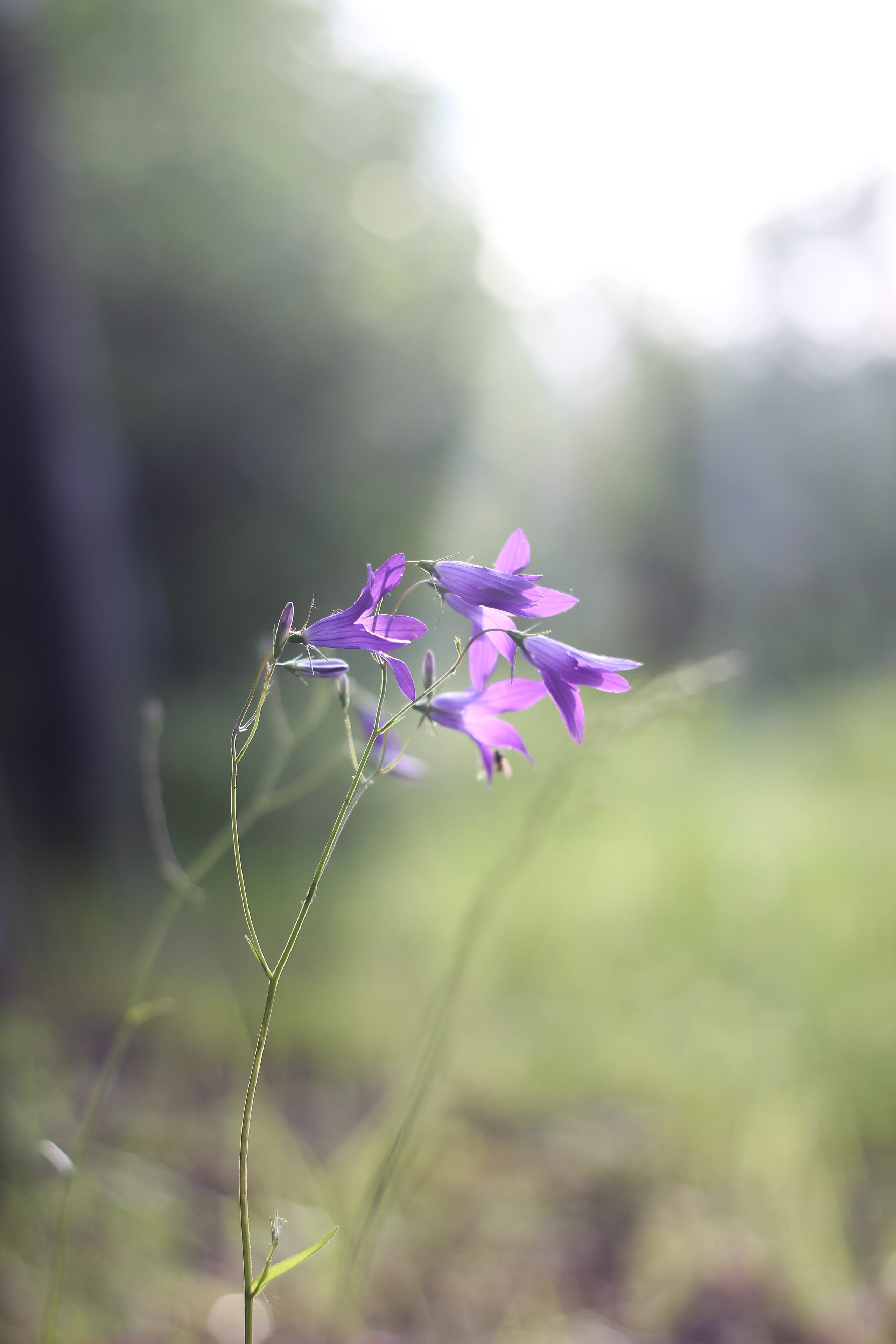 Природа. Polyframe