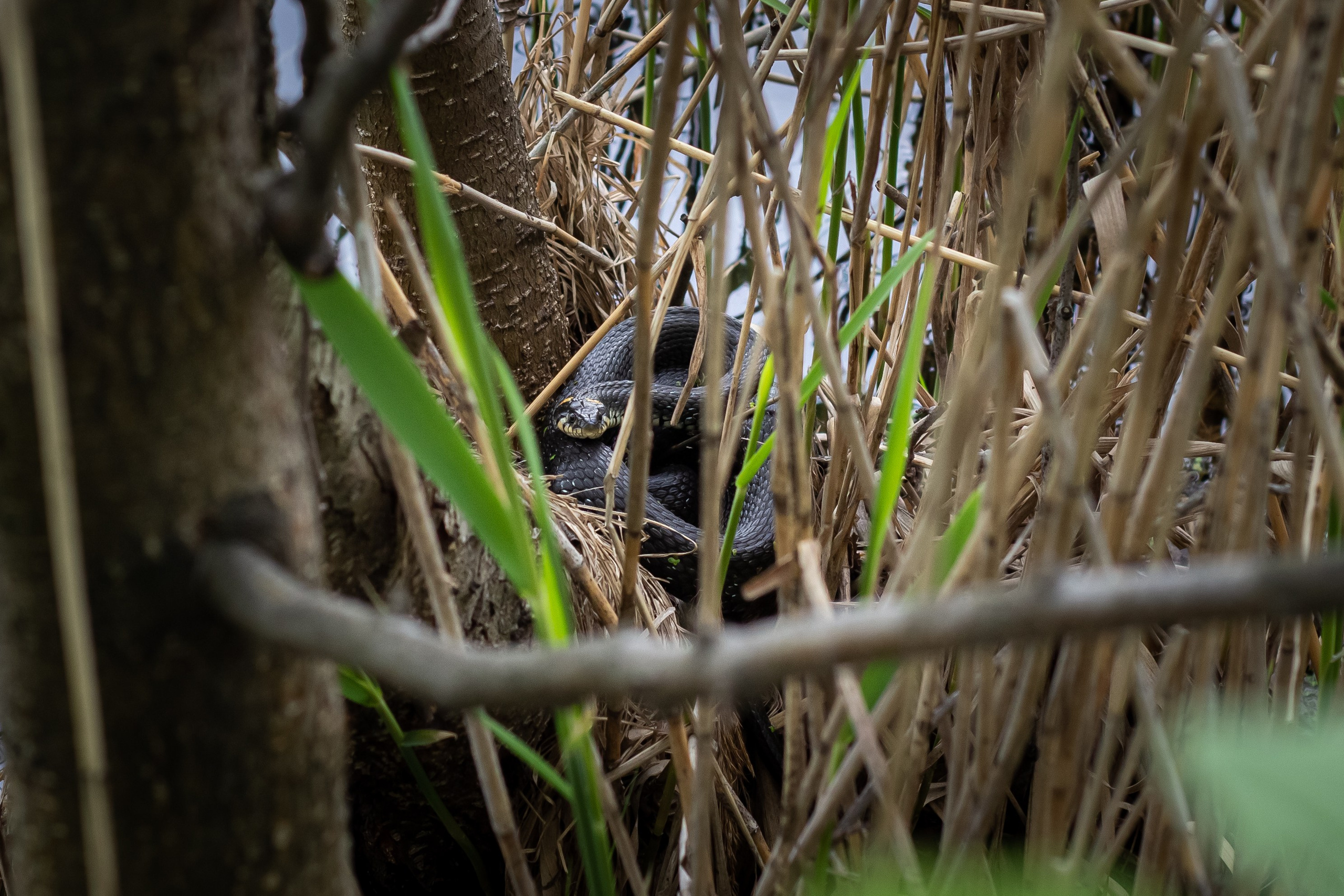 Природа. Polyframe