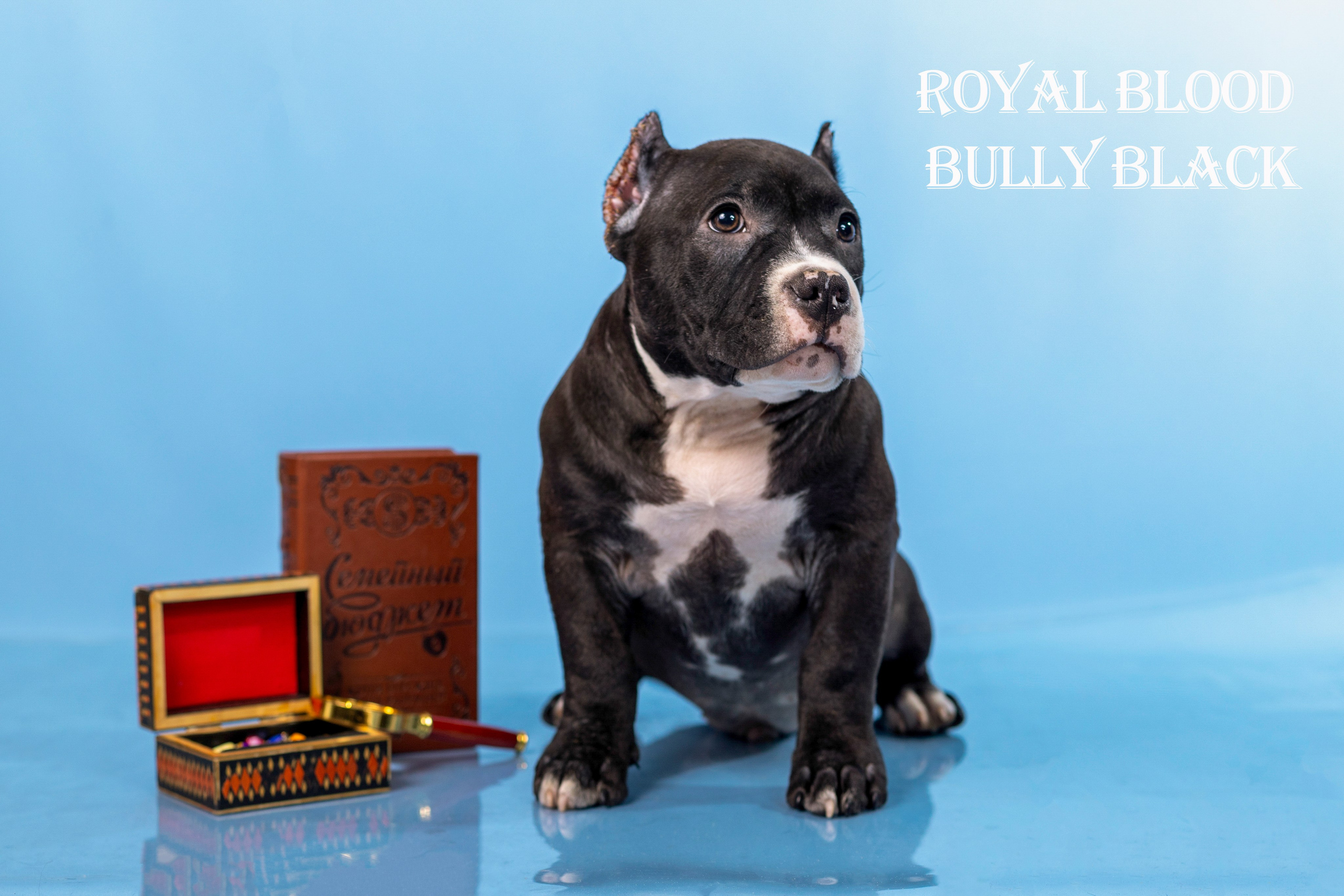 Американский булли!. Фотограф 📸 семейный, предметный, репортажный