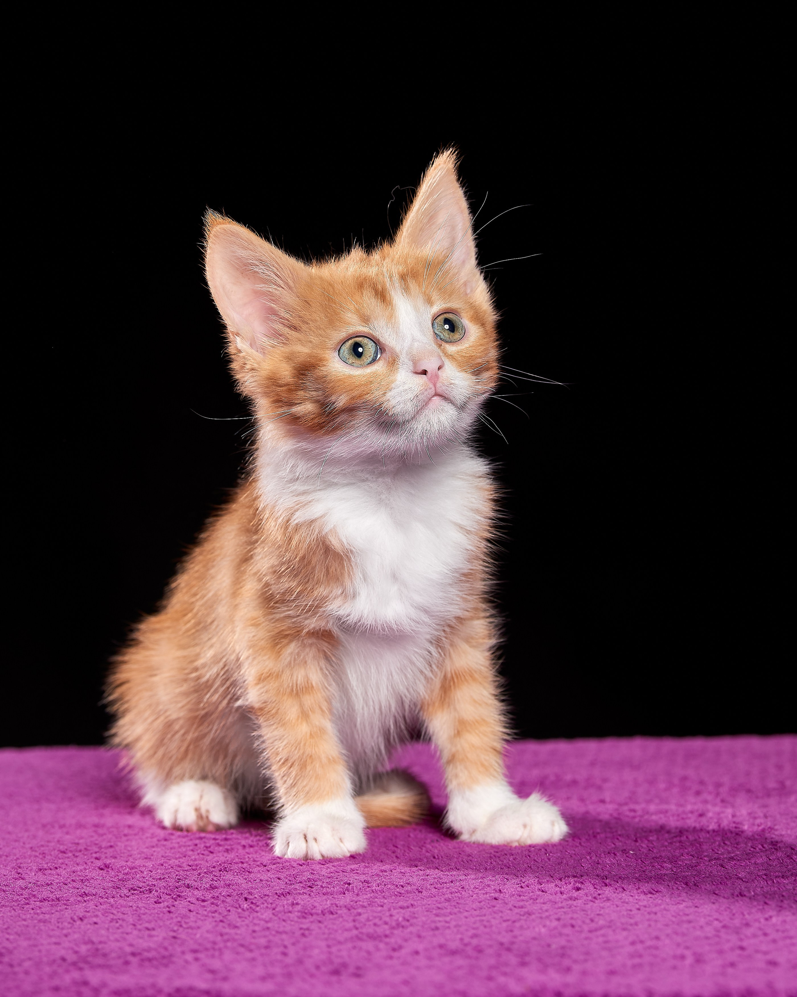 Фотосъемка животных