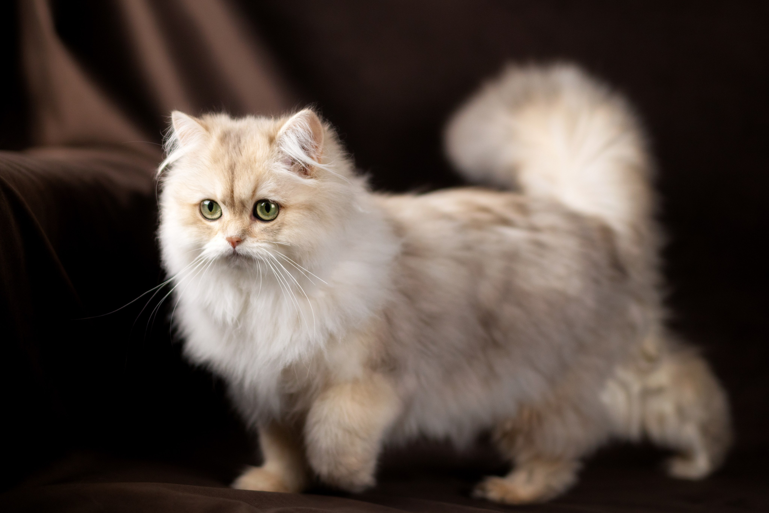 Кошки. Фотограф-анималист Юлия Зубкова