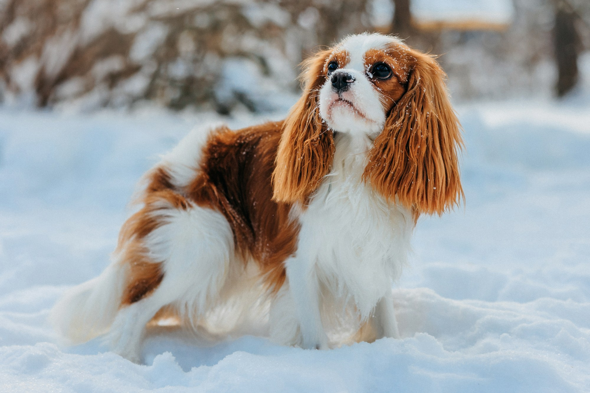 Юля, Илья и Майкл. Фотограф-анималист Елена Радченко, Москва