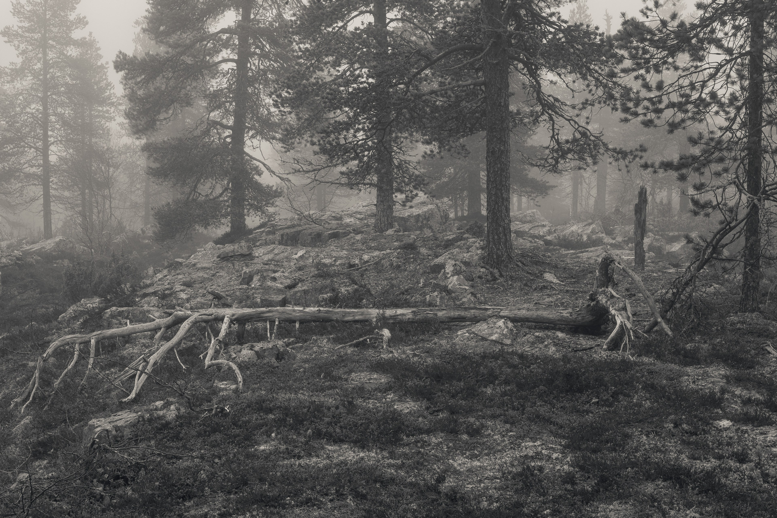 Северные Ночи