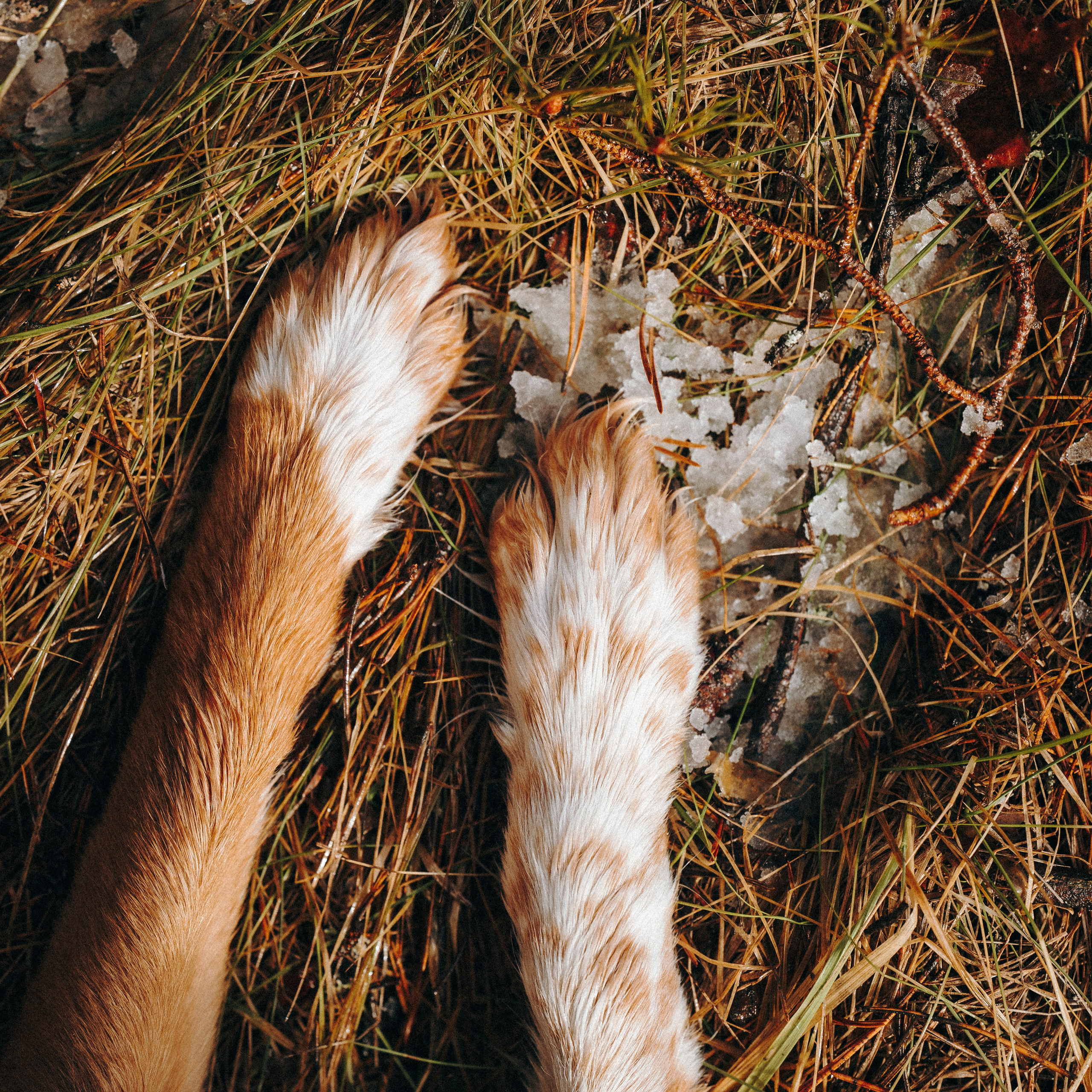Саша, Эсприт и Флик. Семейный фотограф анималист Ананьева Мария — Москва