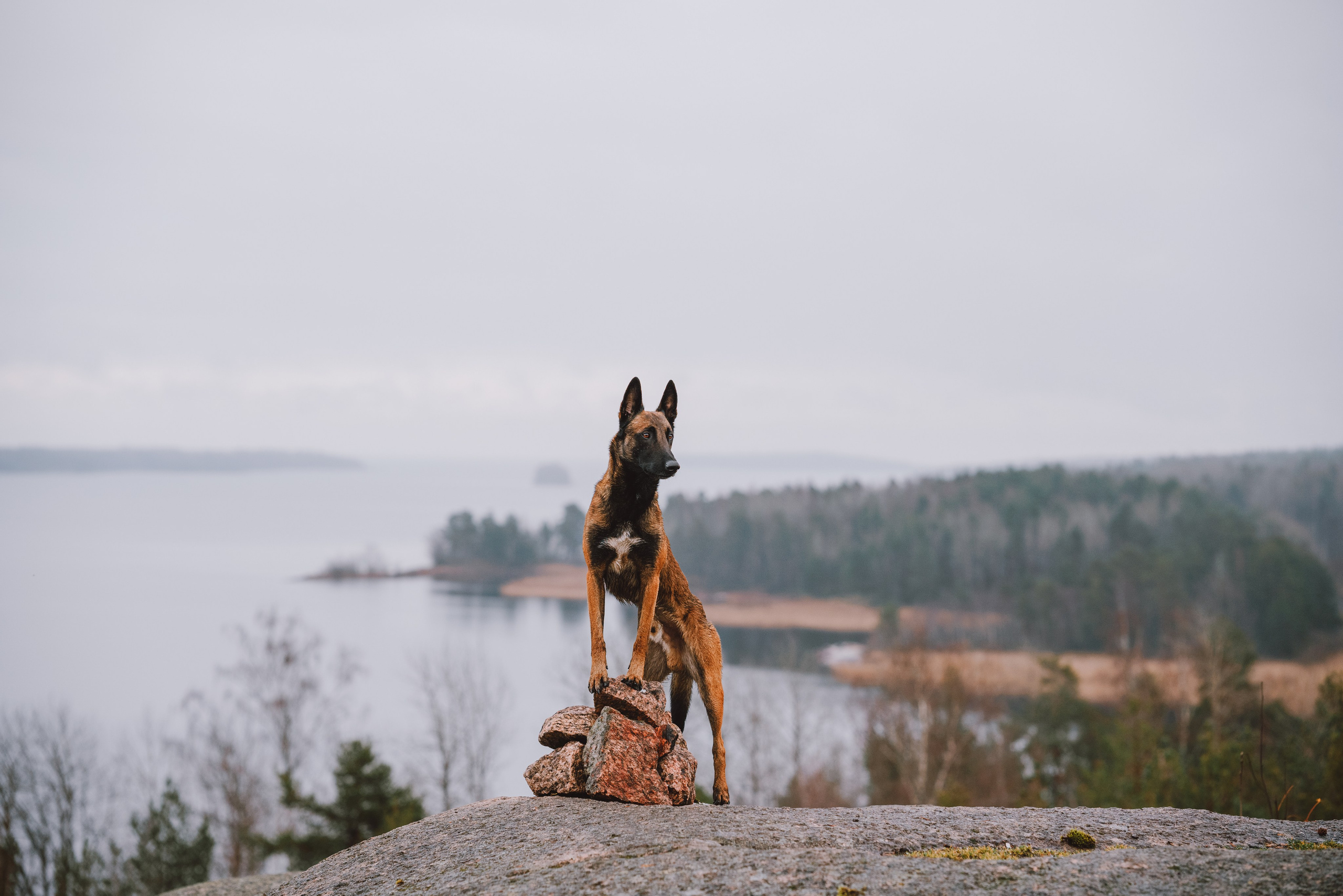Раш. Фотограф анималист Осипчикова Мария