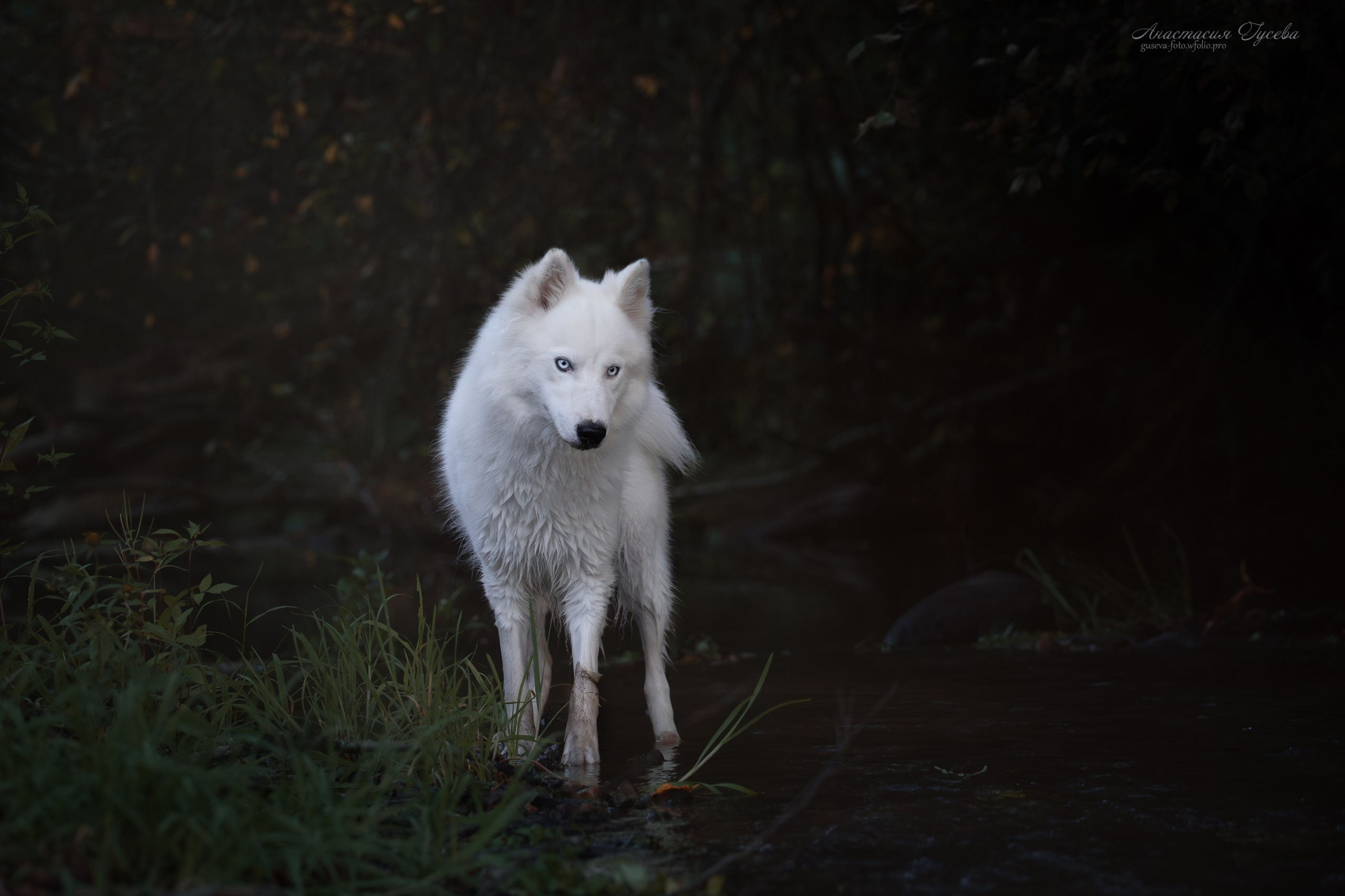 Фотосъёмка собак. Семейный и анималист фотограф в Переславле Анастасия Гусева