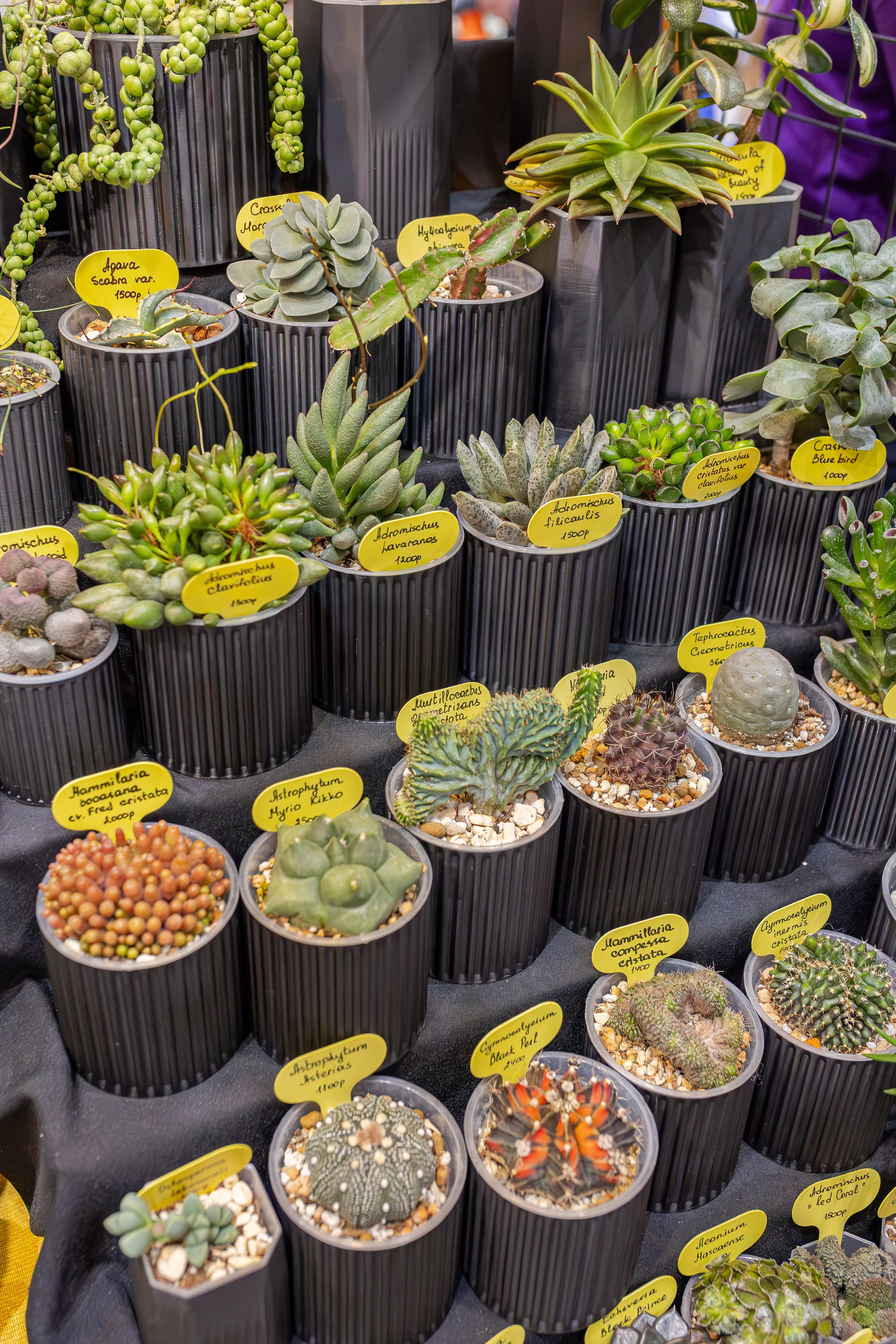 Монстериум апрель 2026. Александра Куликова фотограф, Москва