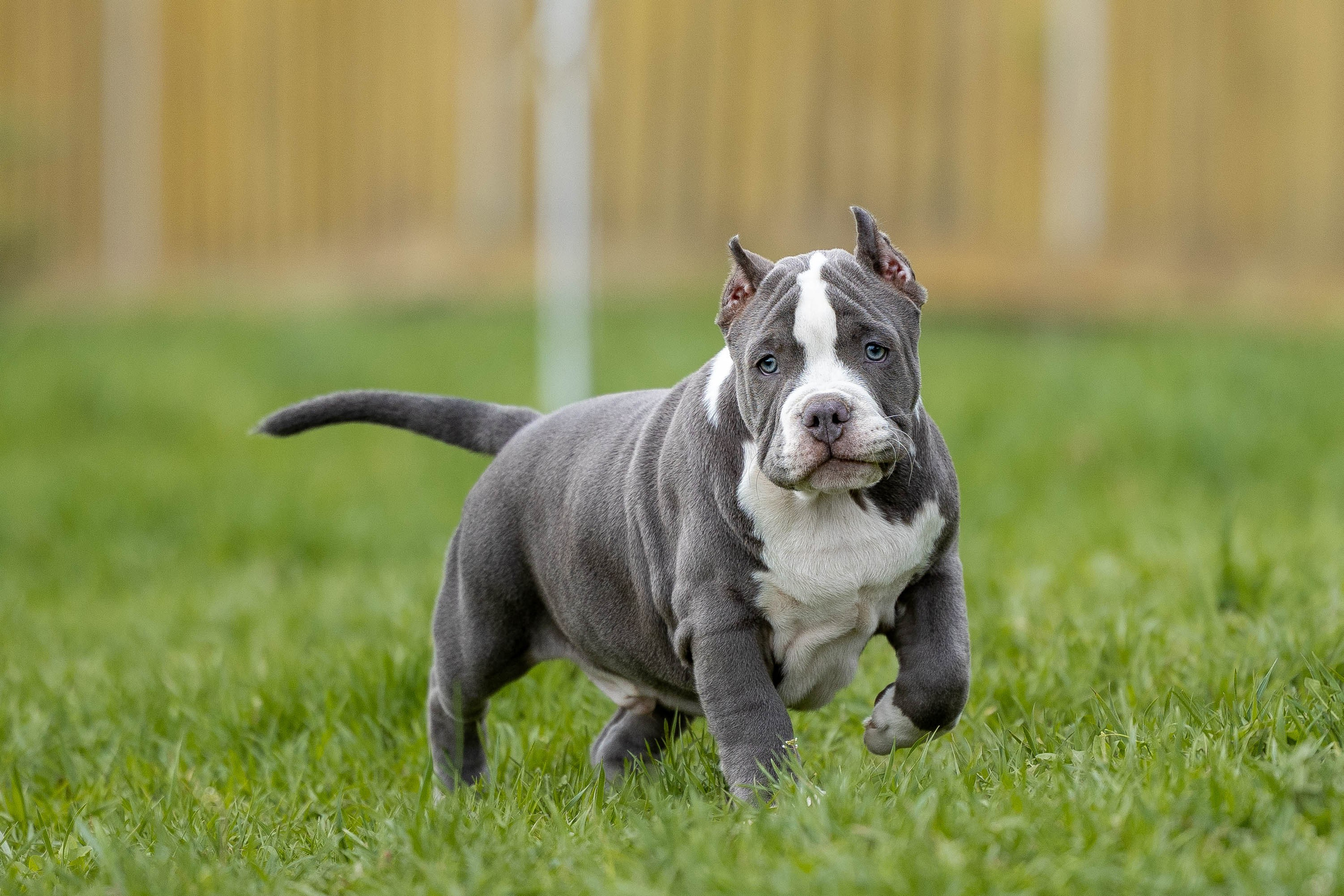 Щенки булли. Фотограф Анималист в Перми Анастасия Остерман