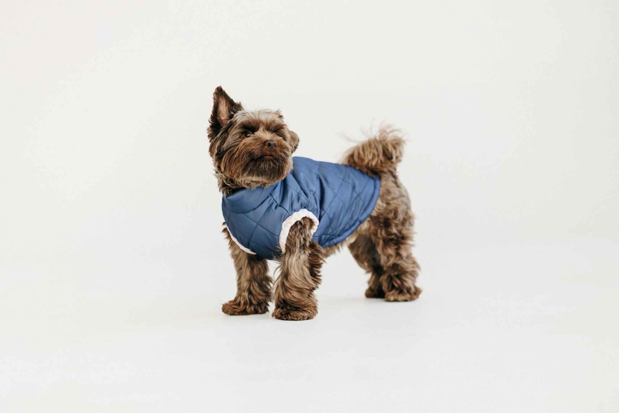 Одежда Lapa`s brand. Фотограф-анималист Елена Радченко, Москва