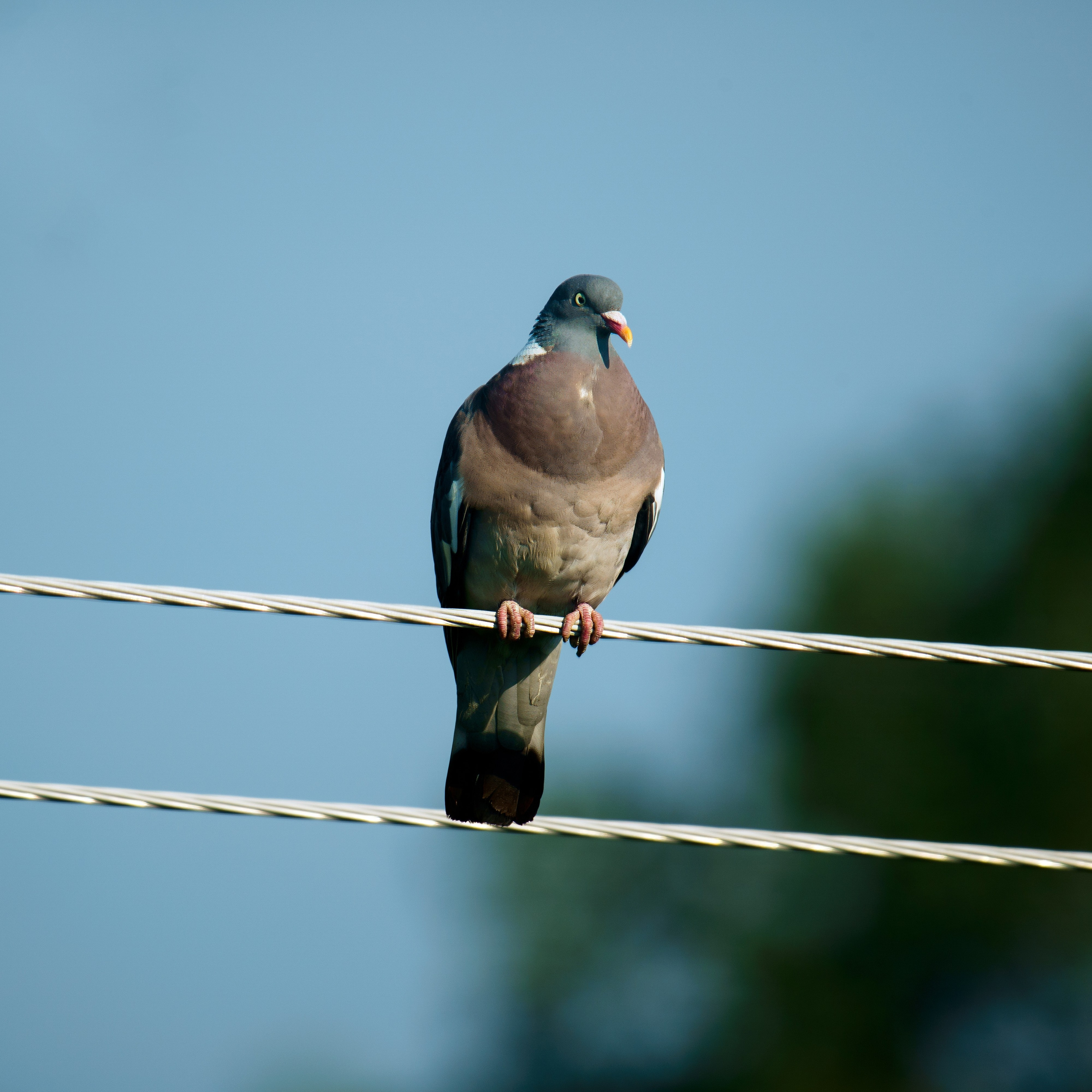 Animals — Животные