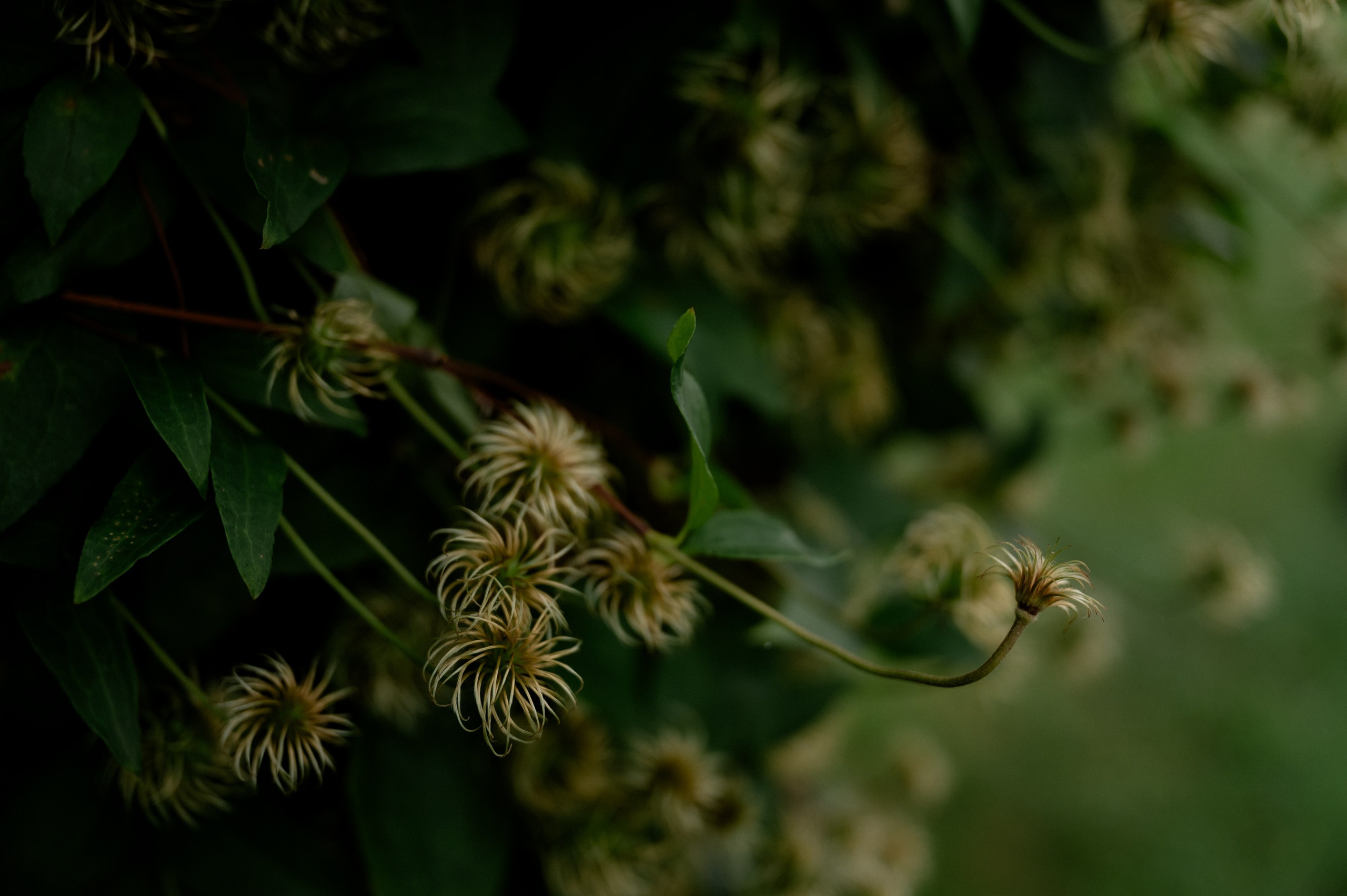 Антон и Карина. Фотограф Анна Пятак