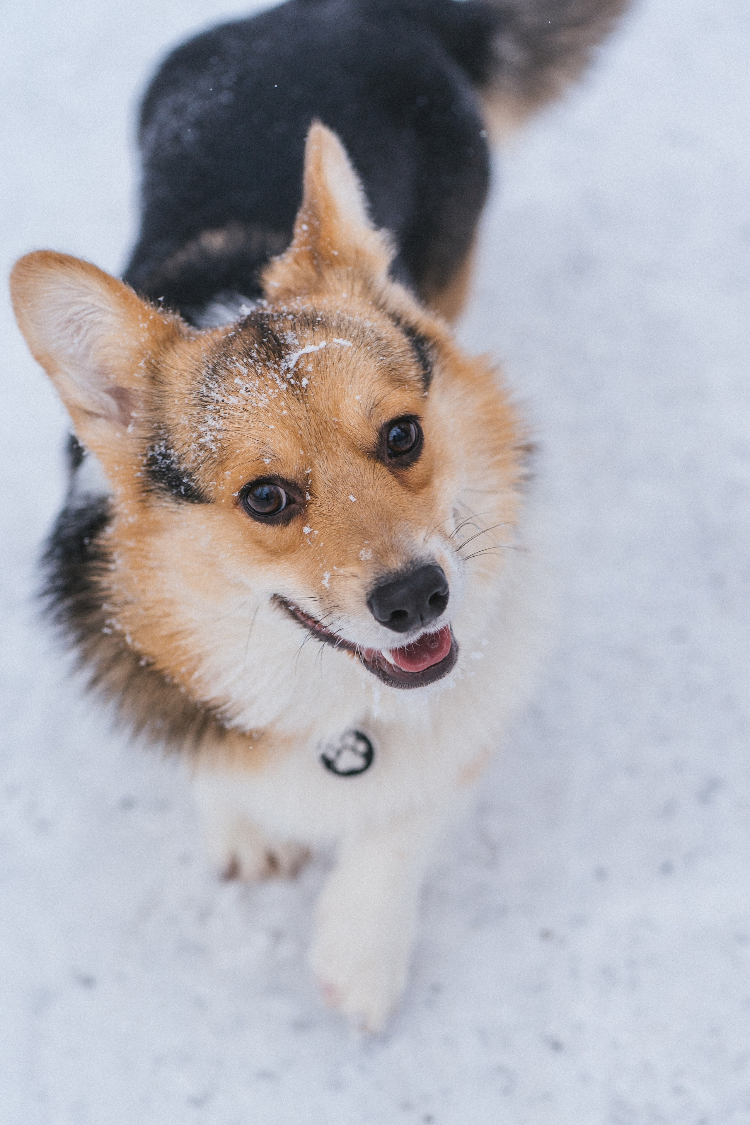 Каспер и Полина. Свадебный фотограф в Москве Анна Полушина