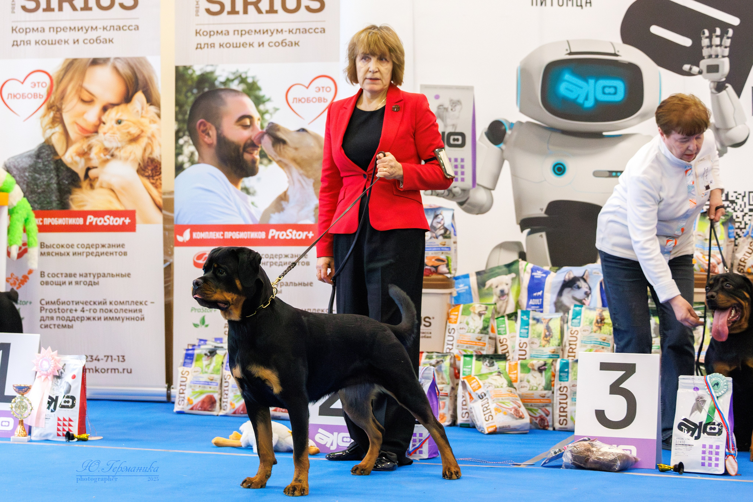 Питер ротвейлеры 18.01,Крокус 19.01.2025. Фотограф-анималист Юлия Германика