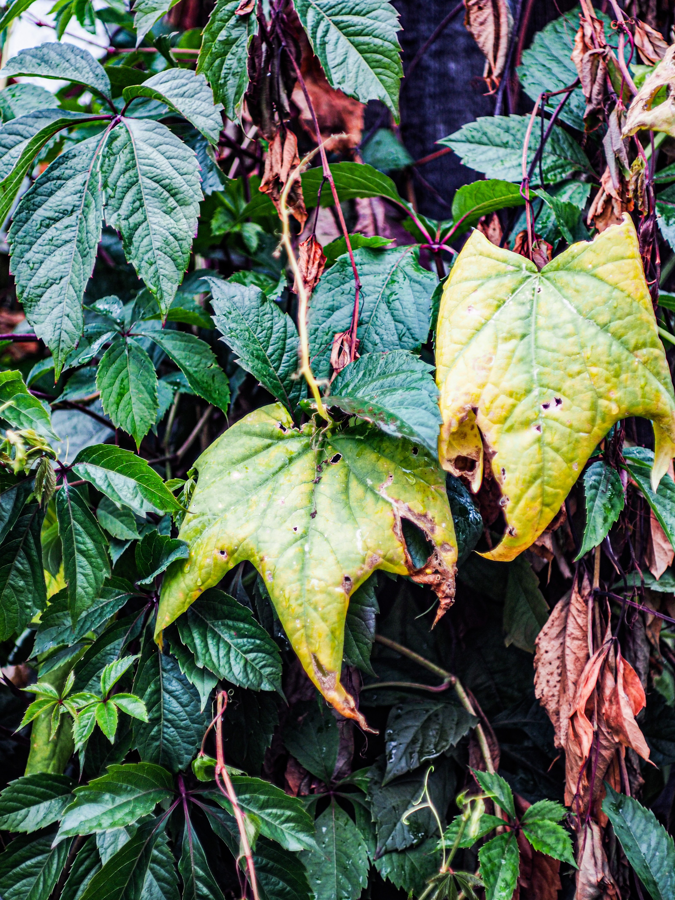 Природа/Животные