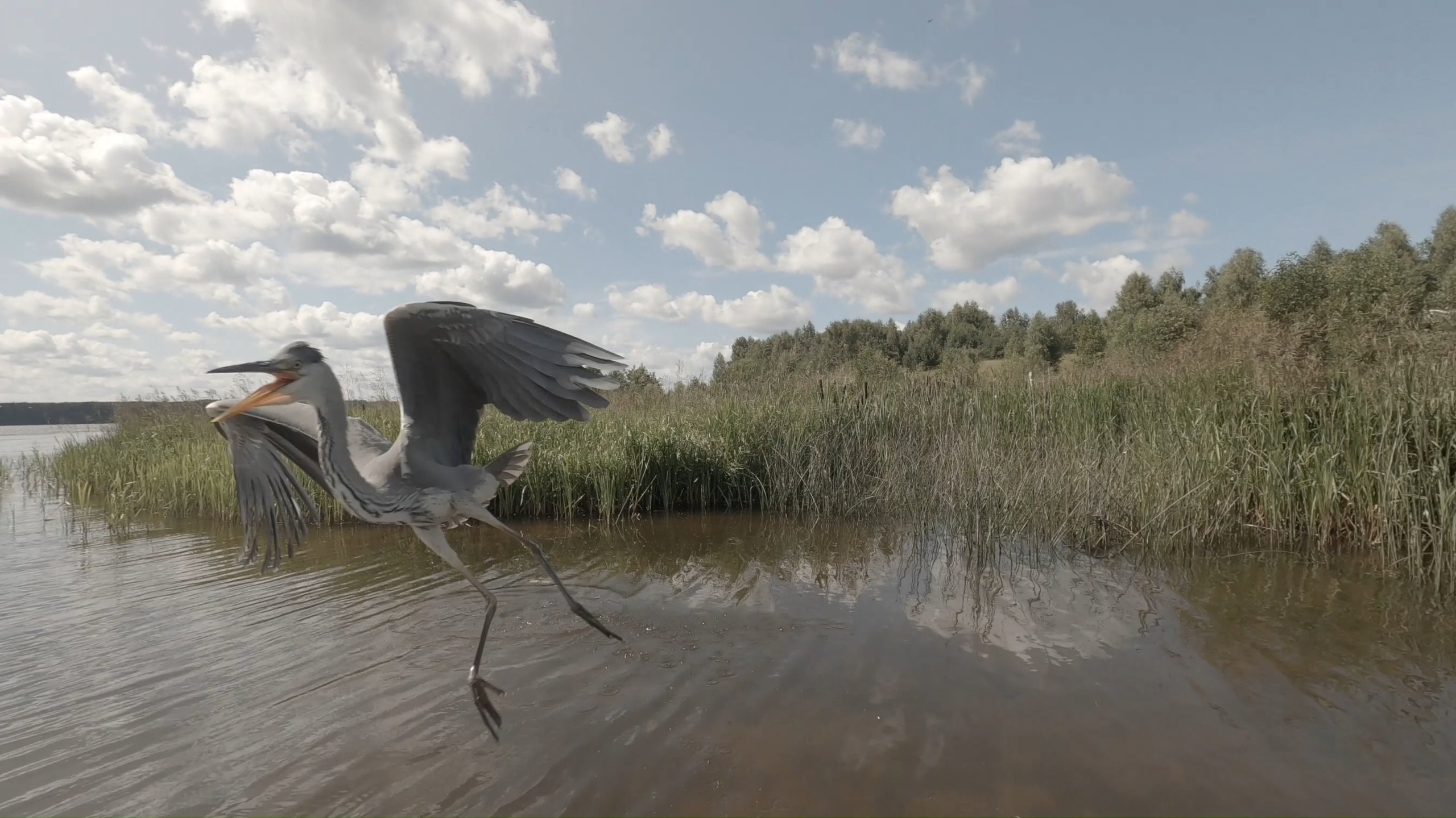 Птицы. Владимир Петухов — фотограф в г. Кинешма. Оператор FPV