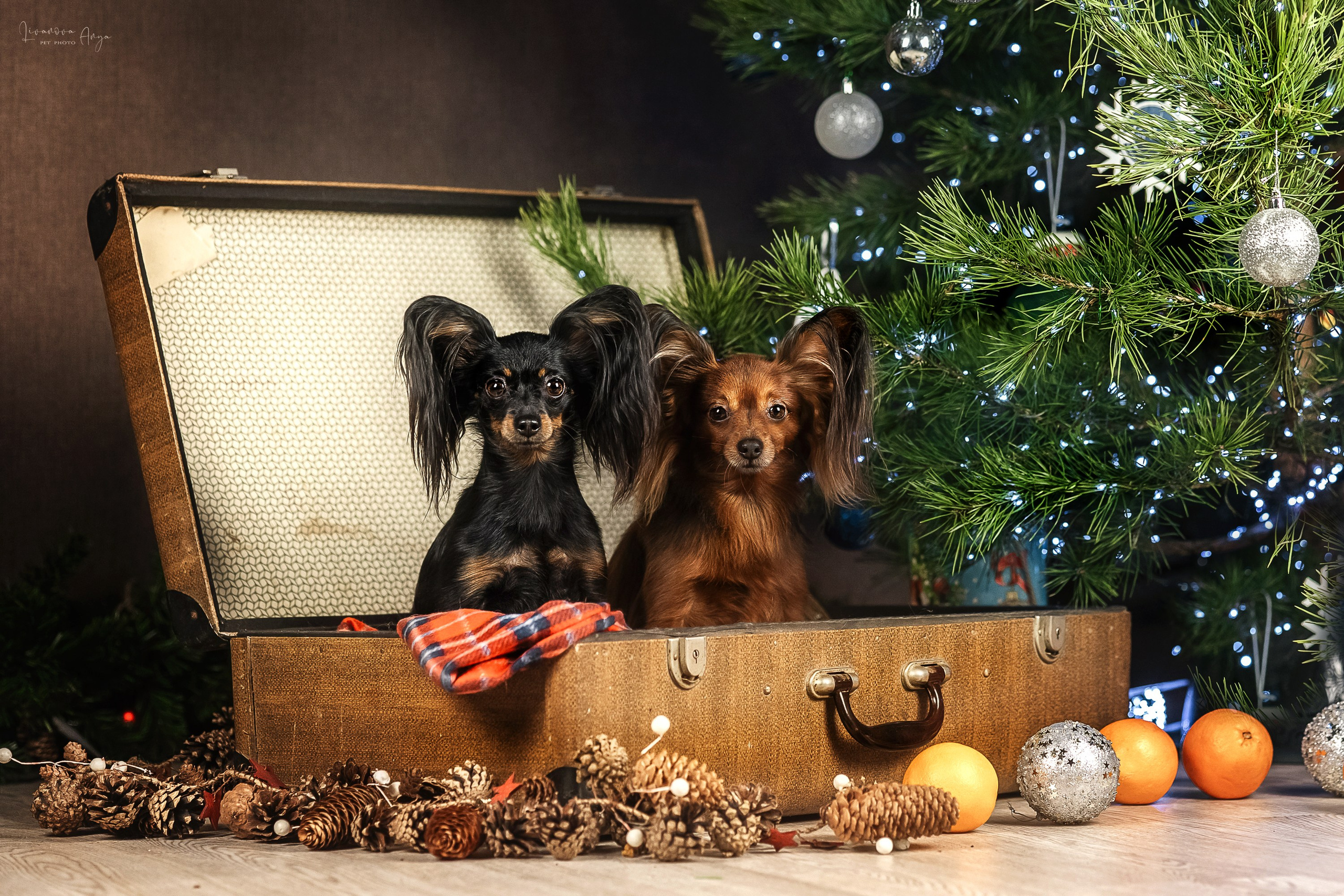 Фотодень_1 2025. Фотограф анималист Аня Ливанова | Рыбинск