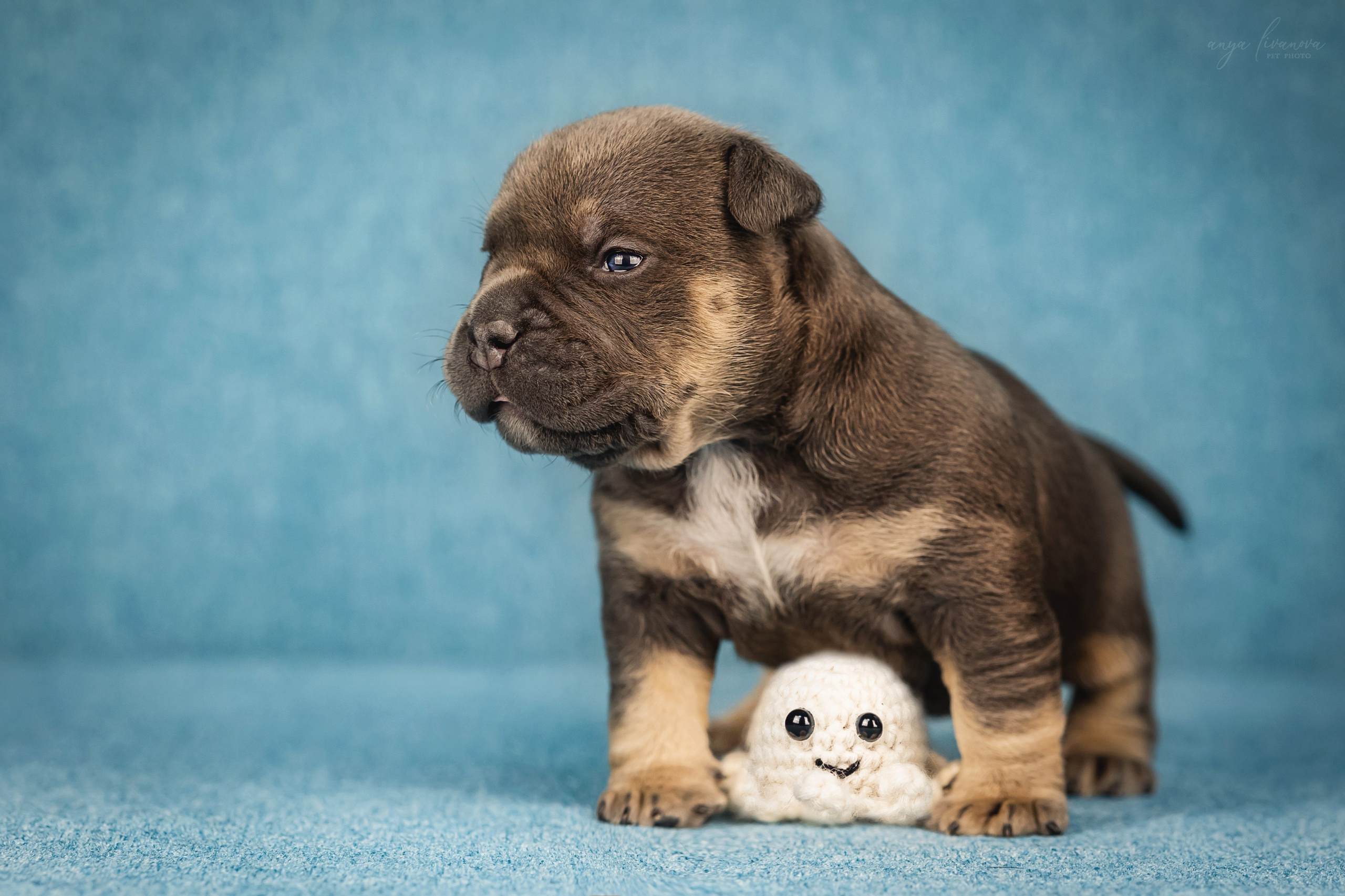 Амбулли. Фотограф анималист Аня Ливанова | Рыбинск