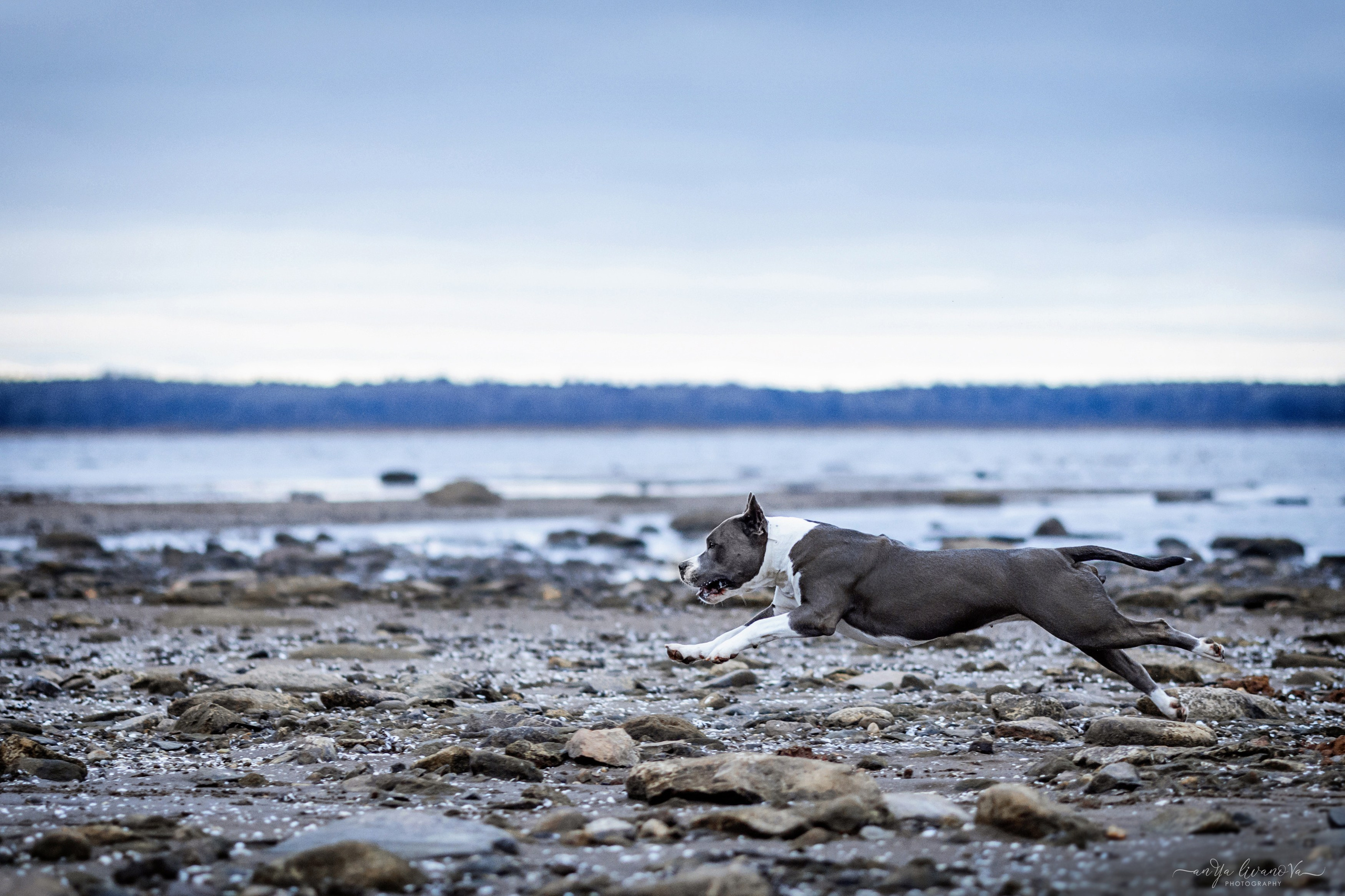 Деля. Фотограф анималист Аня Ливанова | Рыбинск