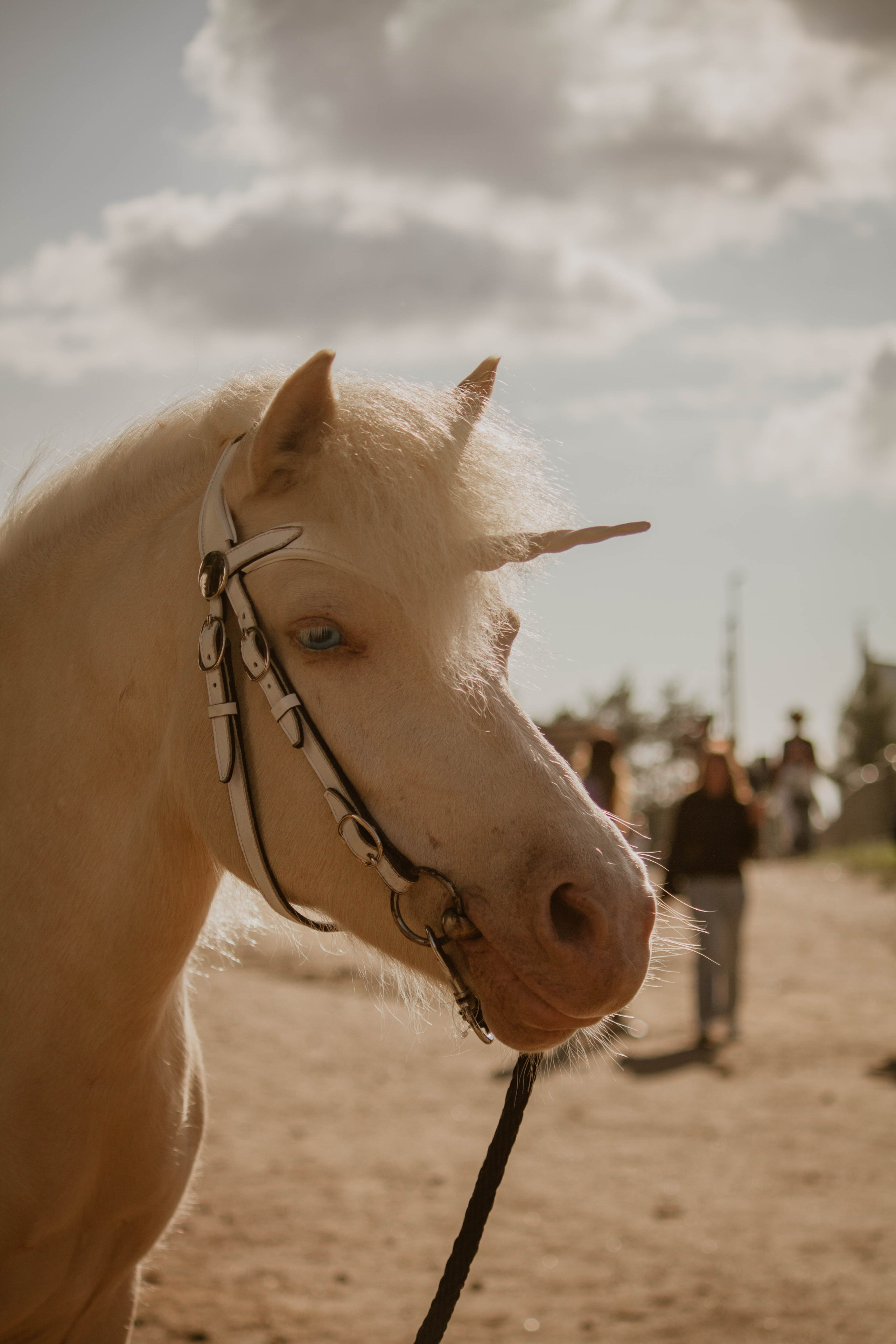 ИППОСФЕРА — Международная конная выставка. Создадим шедевр? Виталина и её фотоискусство