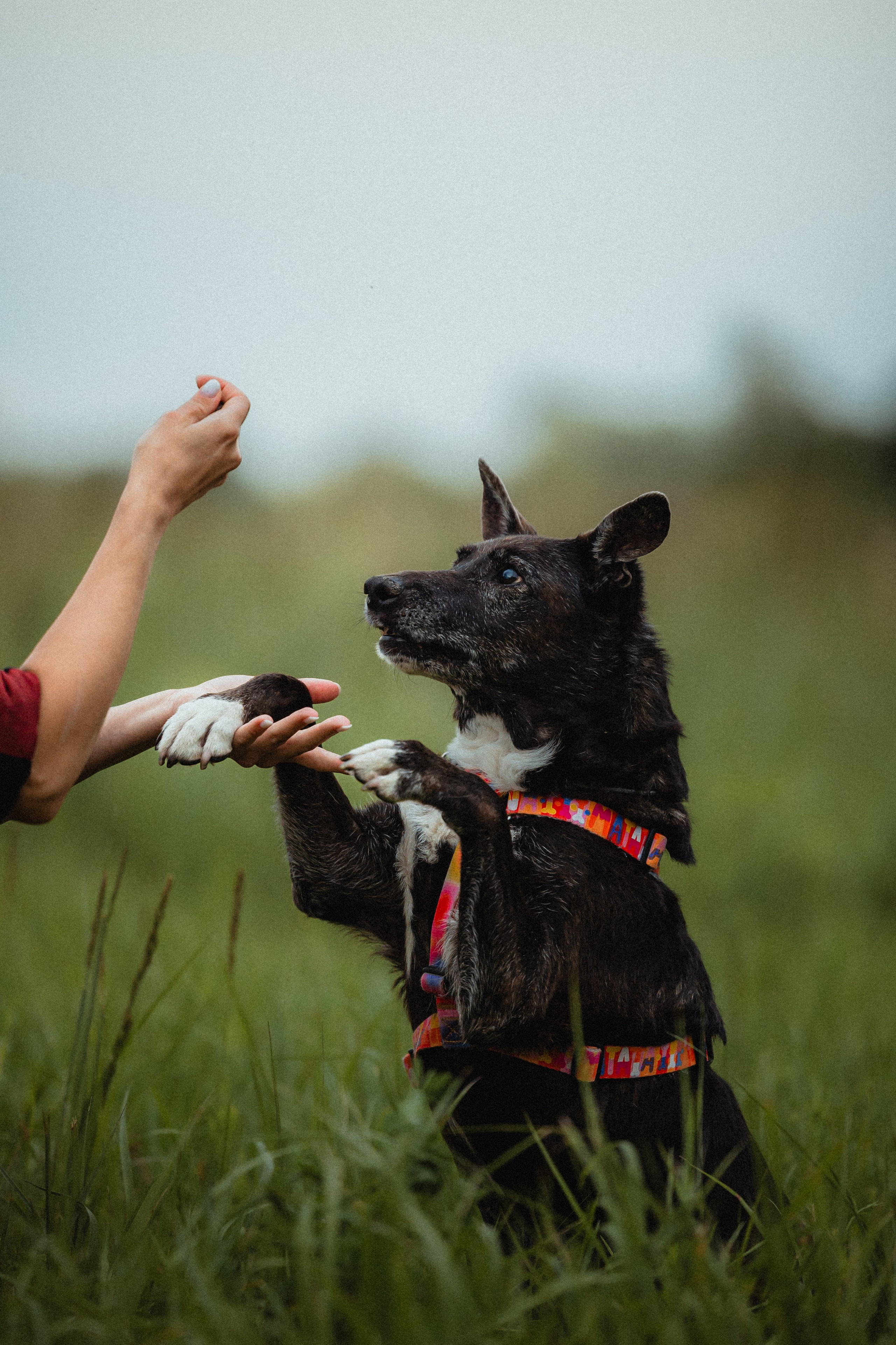 Выездной дог-тренинг от школы «Шерсть имею»