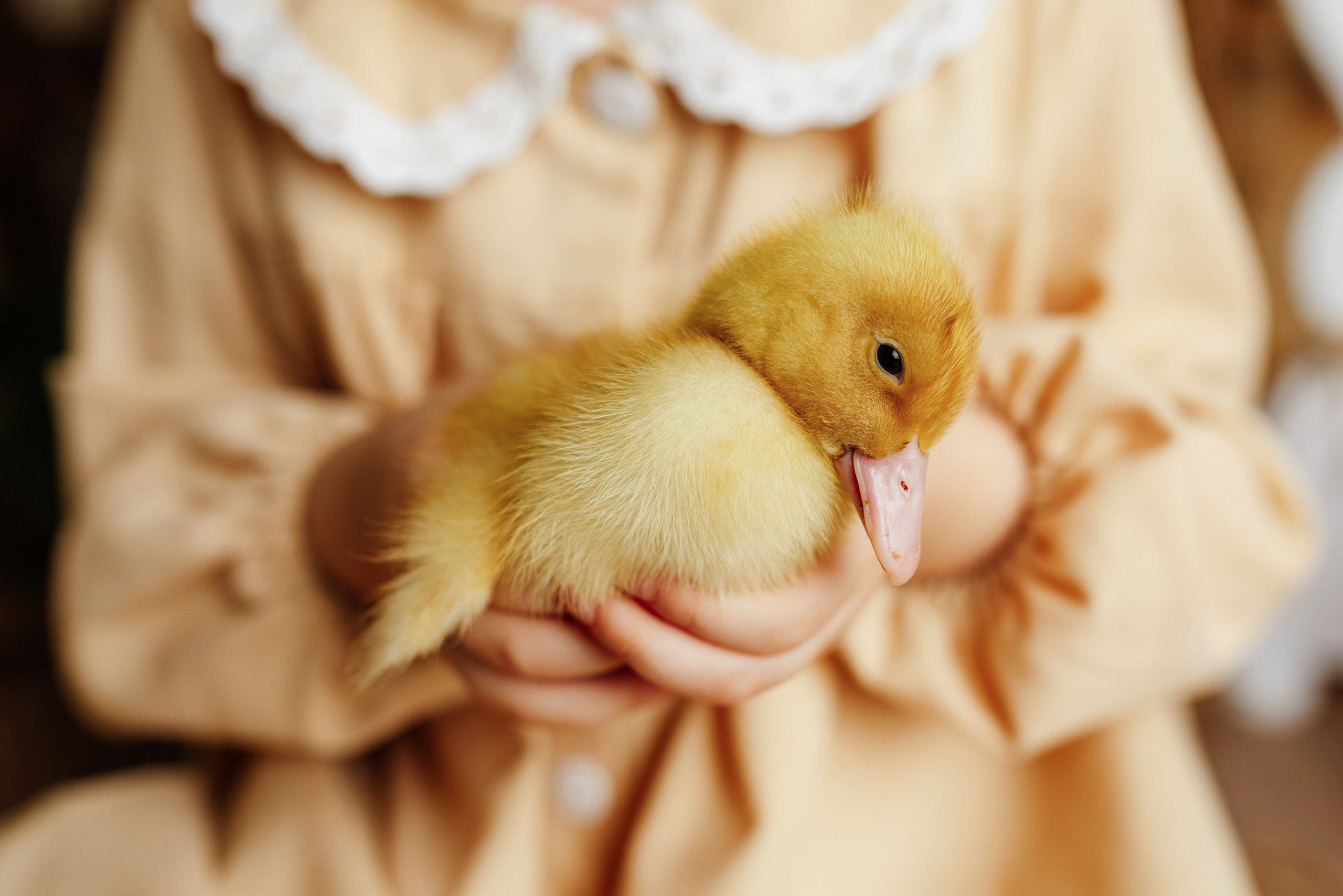 Фотопроекты. Фотограф новорождённых семейный фотограф Томск Елена Каплина