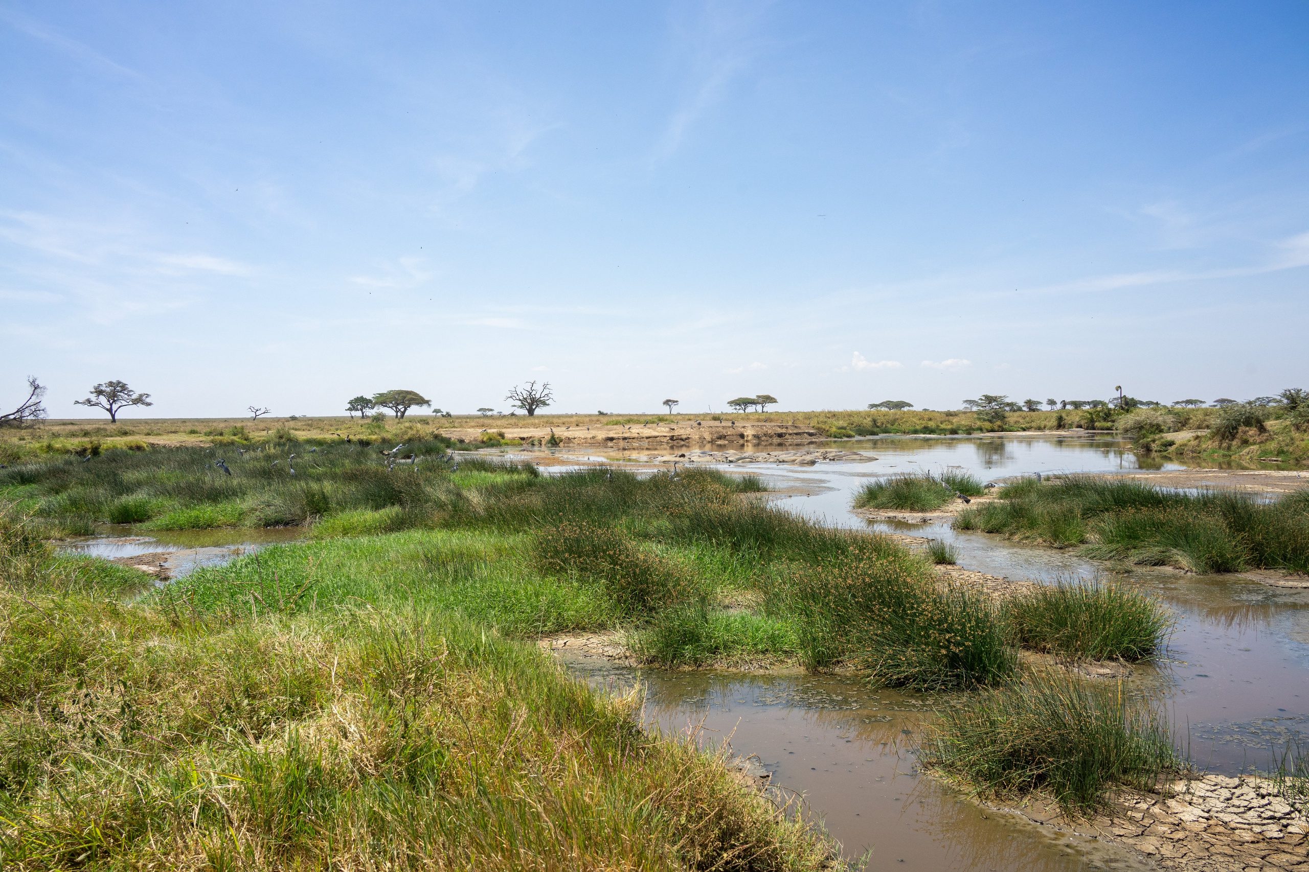 Танзания, сафари, 2025. Творческие сьемки