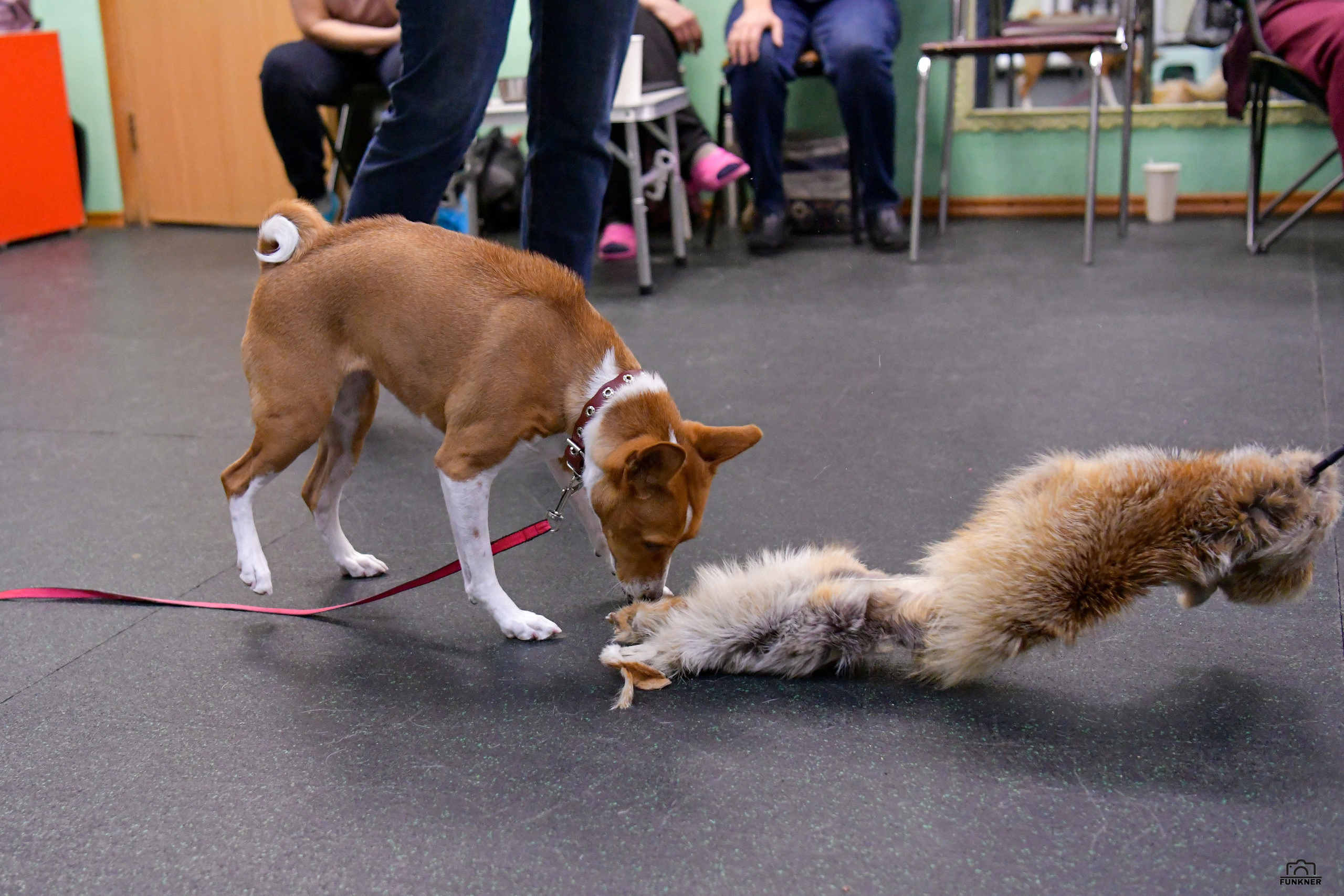 Кинологический клуб «Бодрый хвост». Свой взгляд через объектив