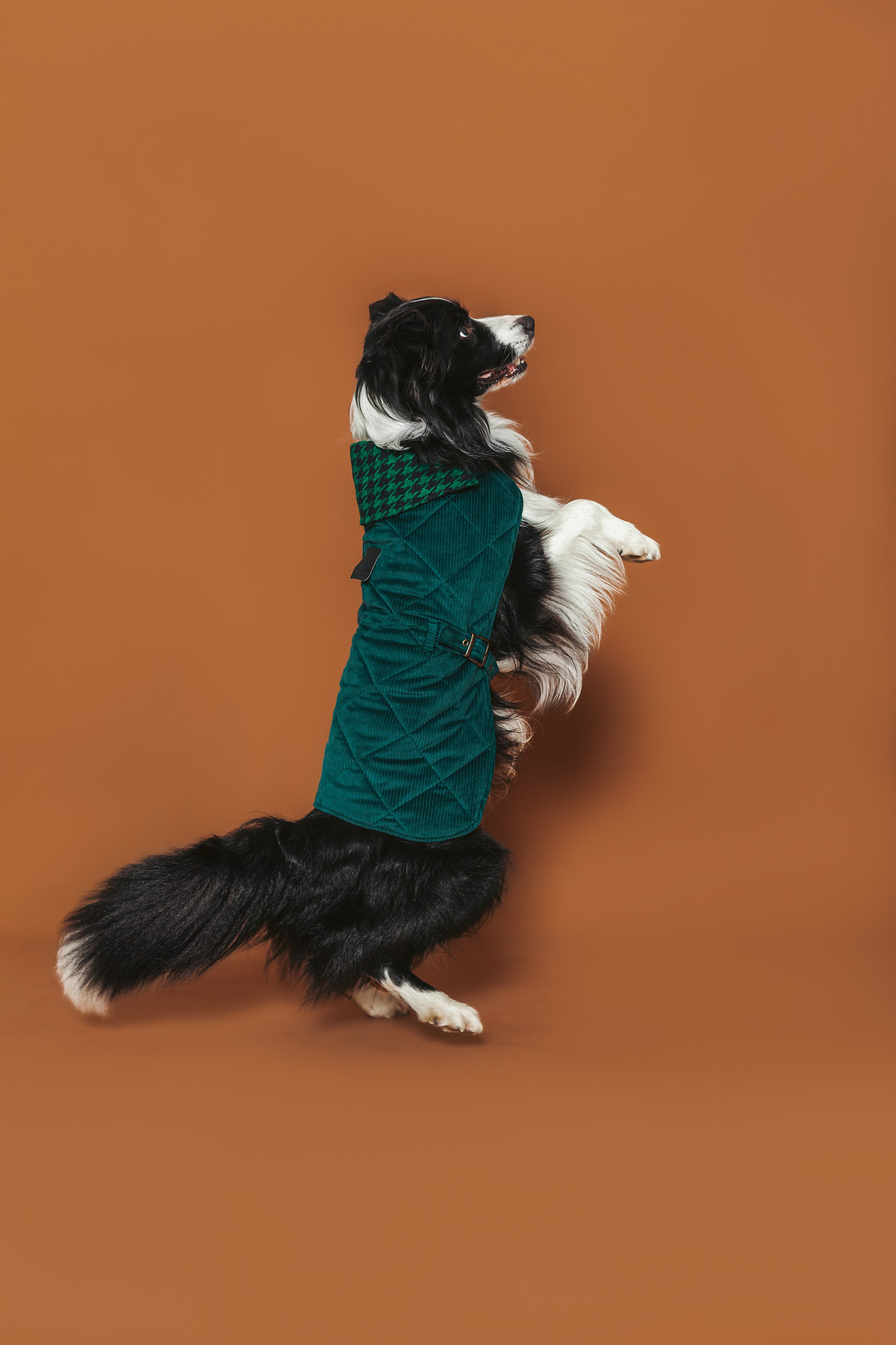 Съемка для бренда TEDDYBOY. Фотограф-анималист Татьяна Степанова