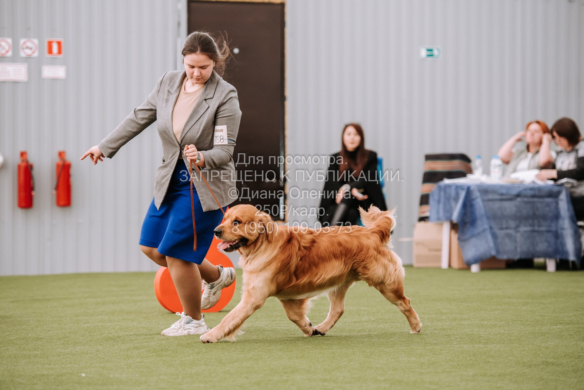 Выставка собак Красноярск 2.06. Фотограф Диана Оленина Красноярск / Братск
