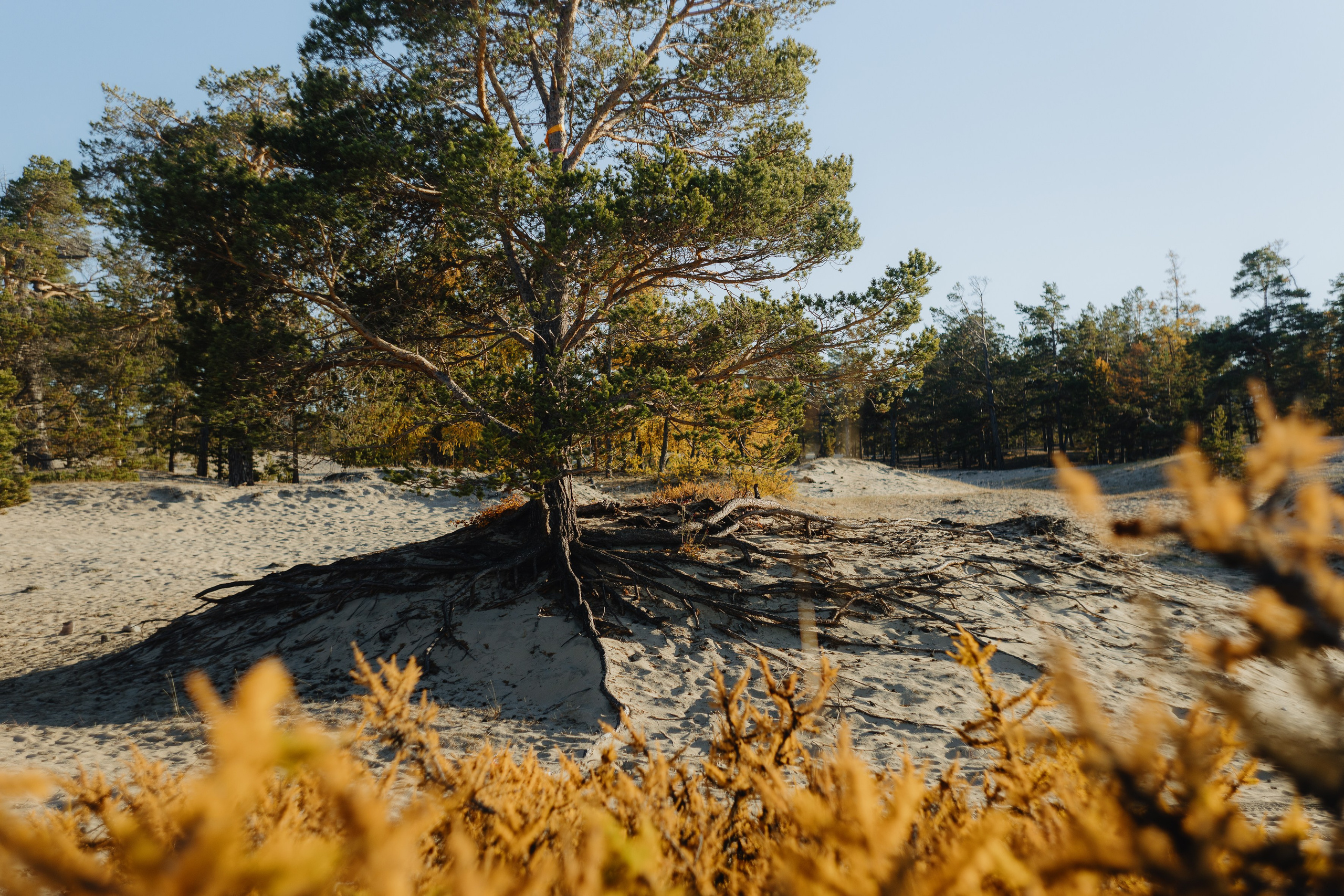 Ольхон: Путеводитель по острову. Фотограф Ольхон/ Индия, Регина