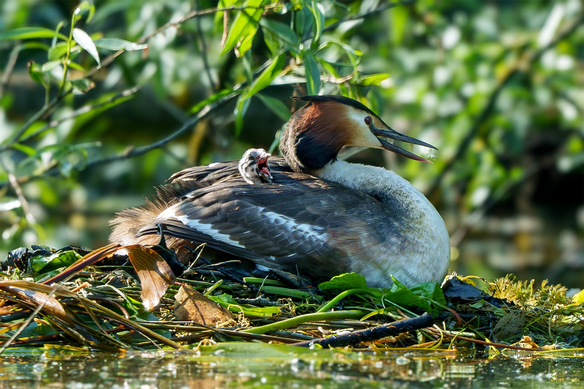 Удивительные мир птиц. Вокруг нас столько прекрасного — присмотритесь!. Ваш личный фотограф Марина Волкова