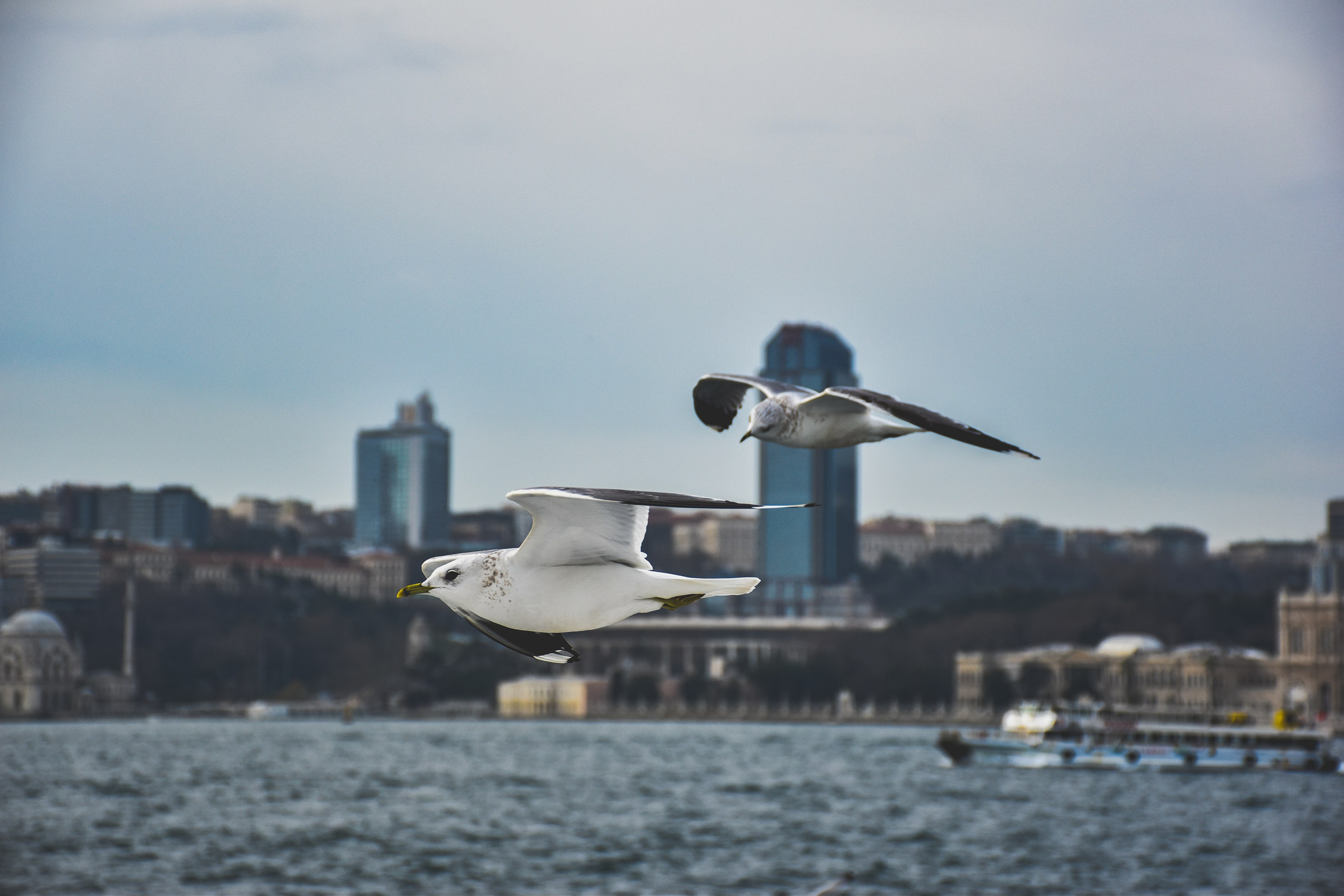 Автор: Pouria Faraji