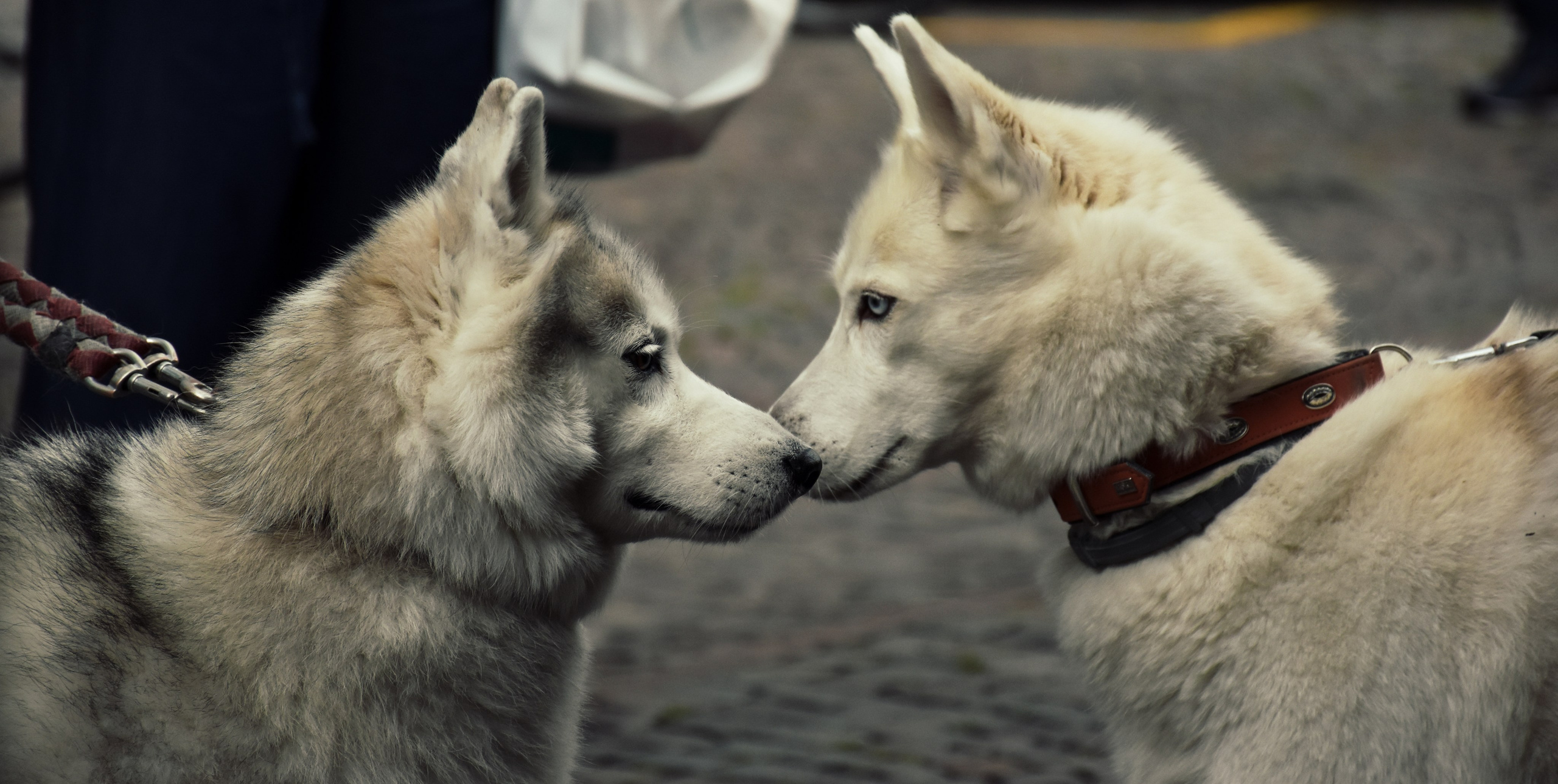 Автор: Pouria Faraji