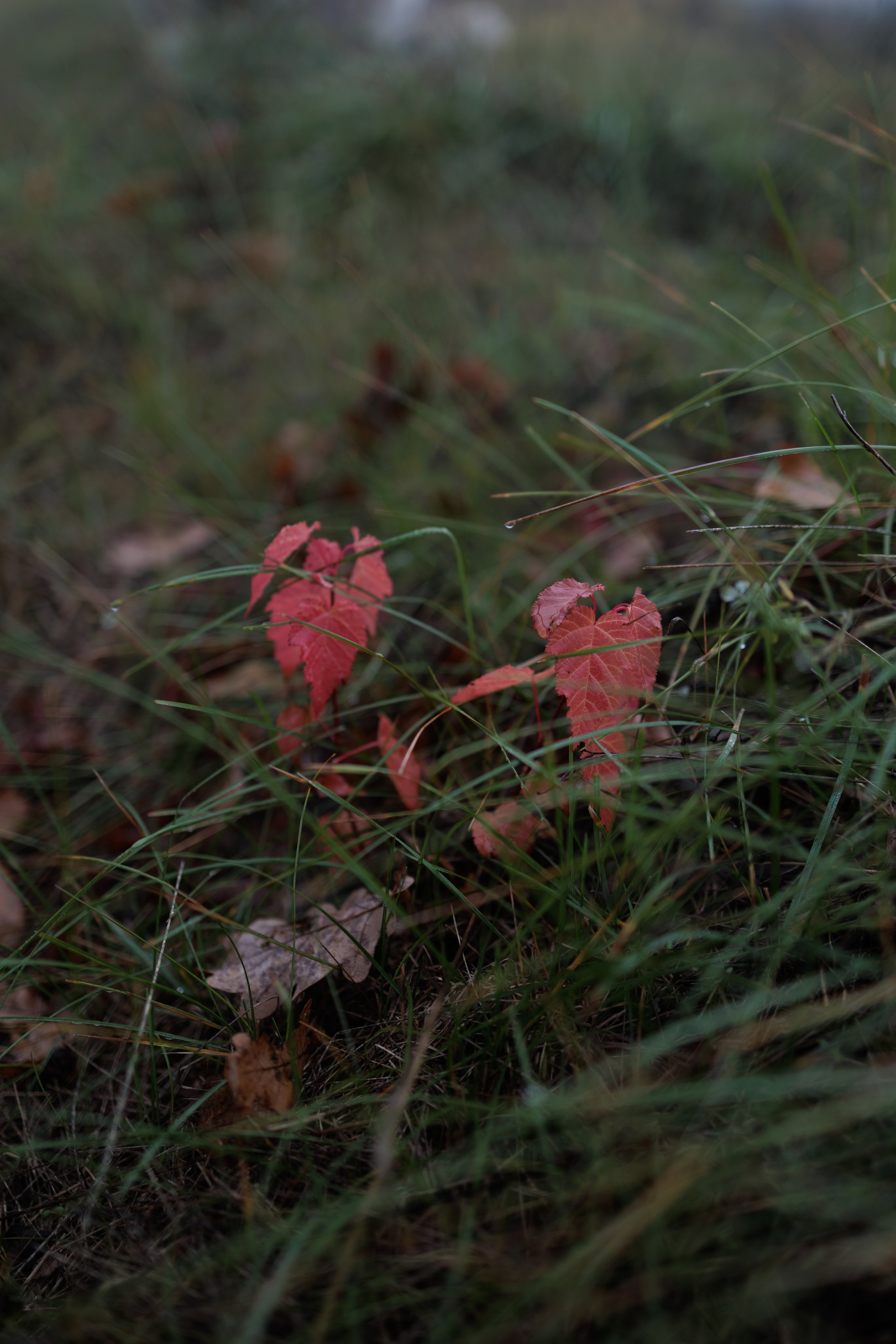 В туманном лесу. Семейный фотограф в Белгороде