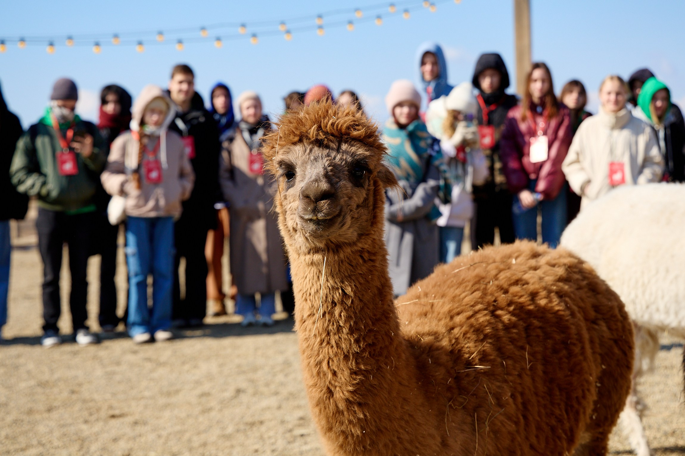 Тихоокеанская проектная школа 2025