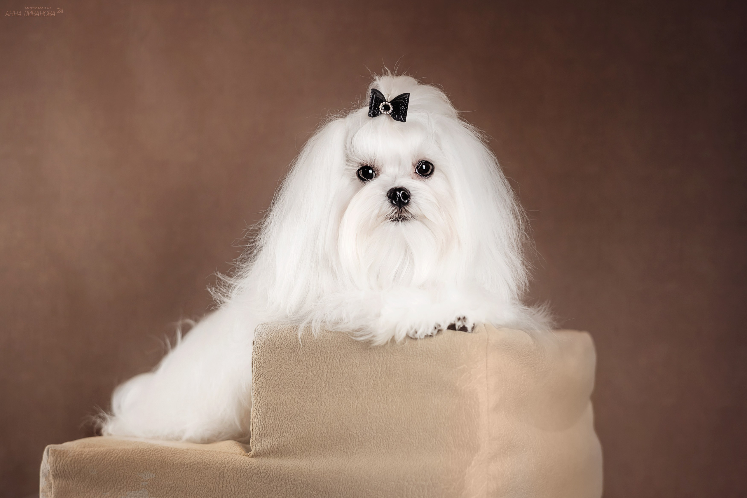 Мальтезе. Фотограф анималист Аня Ливанова | Рыбинск